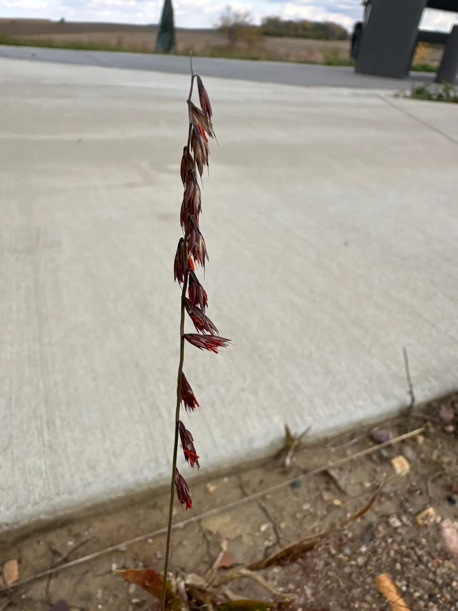 Mosquito Grass (Bouteloua Gracilis) — This perennial grass boasts fine-textured; blue-green foliage and unique