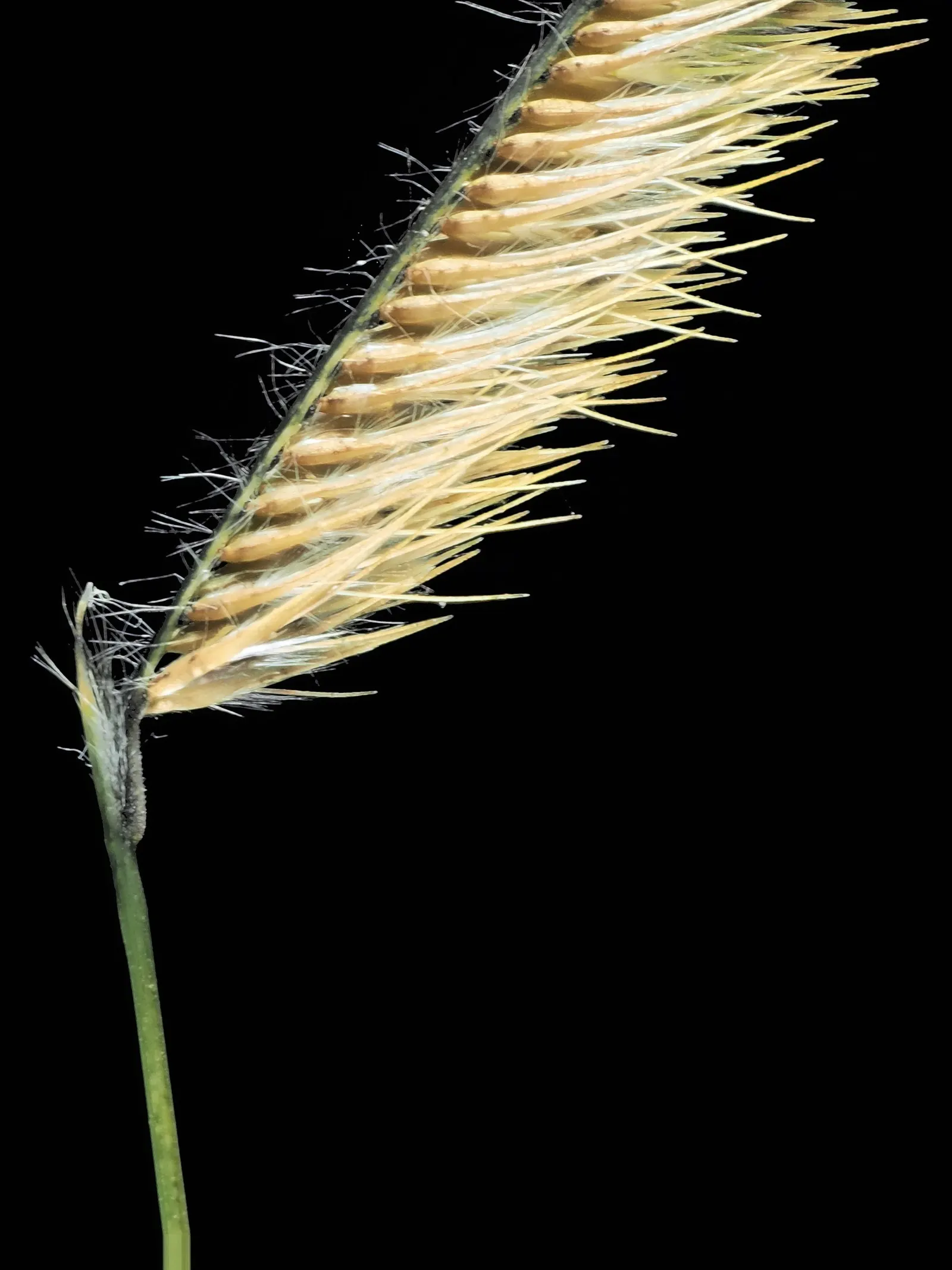 Mosquito Grass (Bouteloua Gracilis) — It acts as a larval host for butterflies and provides seeds for birds