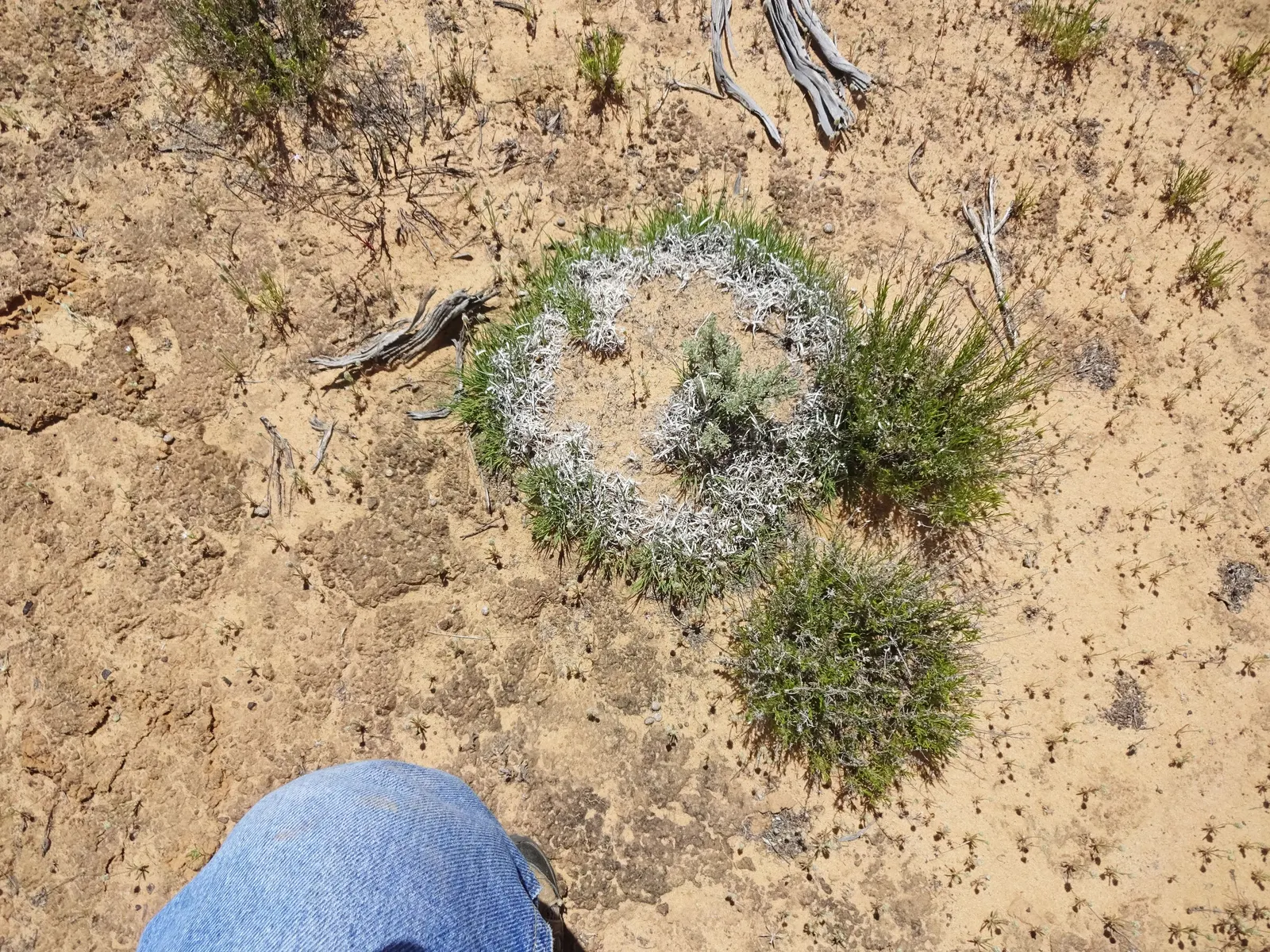 Mosquito Grass (Bouteloua Gracilis) — grass for full or half