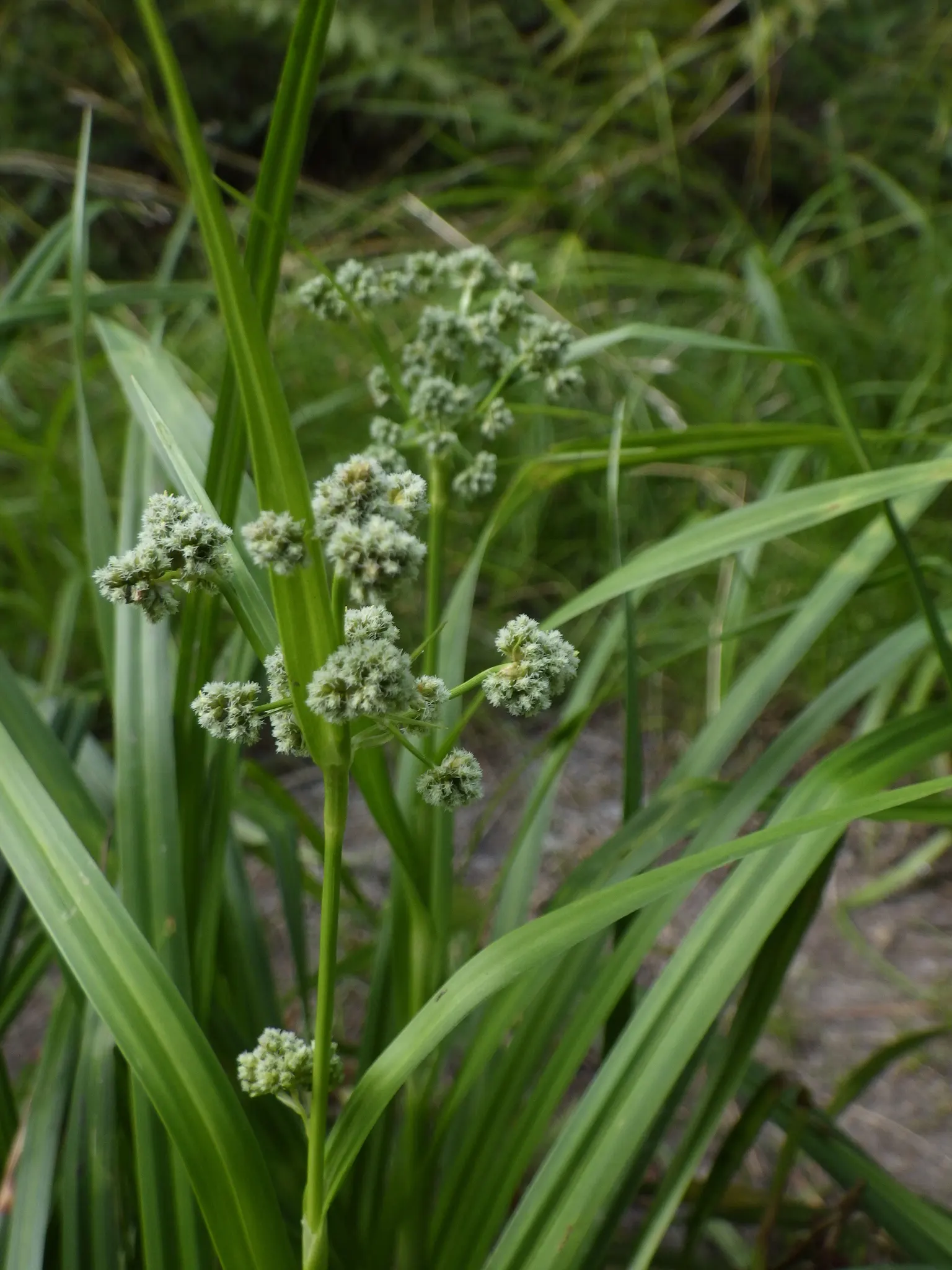 Mosquito Grass (Bouteloua Gracilis) — blue-green foliage reaching a height of 18-24 inches and a spread of 12-15 inches; it demands minimal, image 51