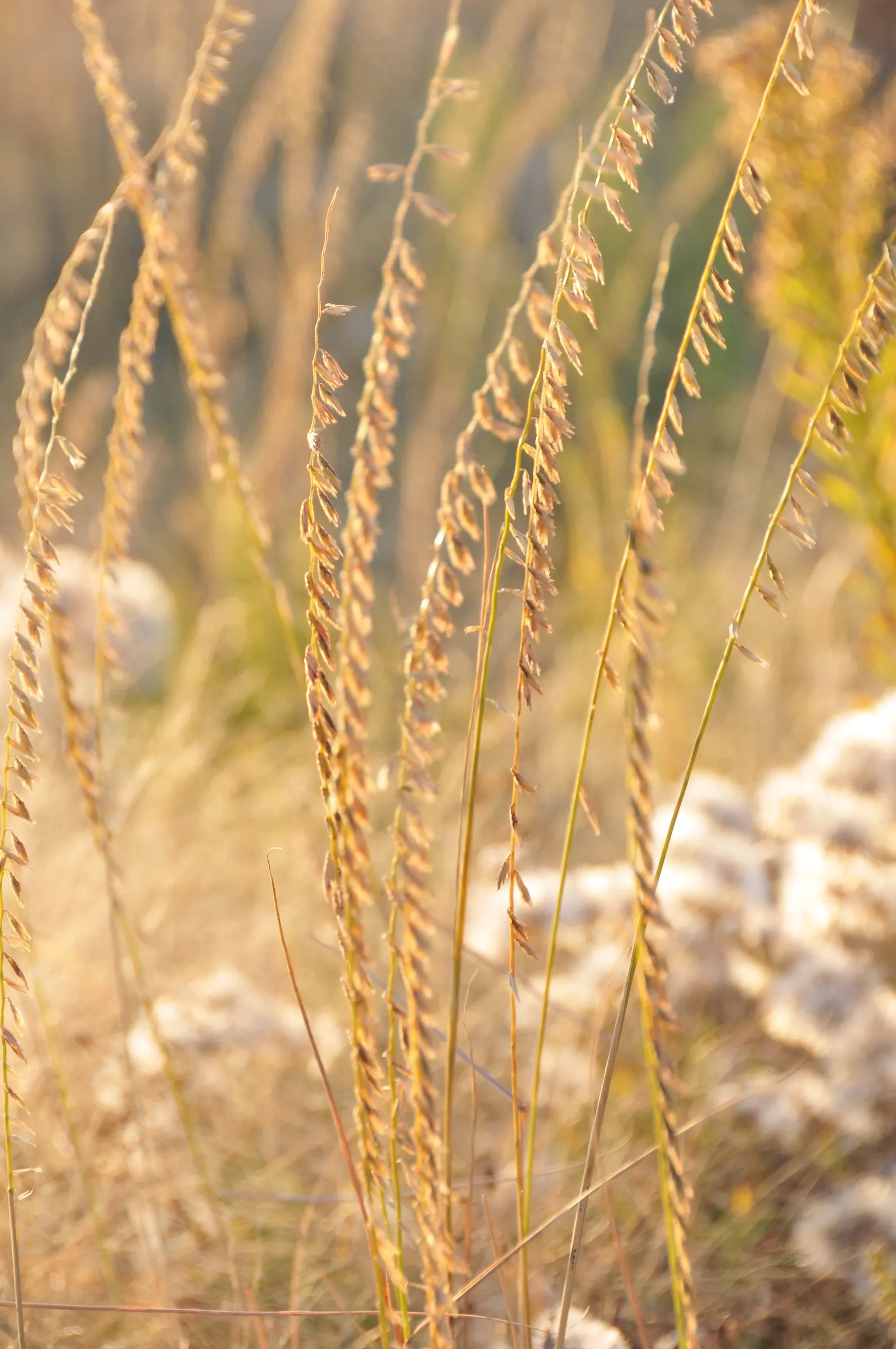 Mosquito Grass (Bouteloua Gracilis) — consider using it en masse for a textured ground cover