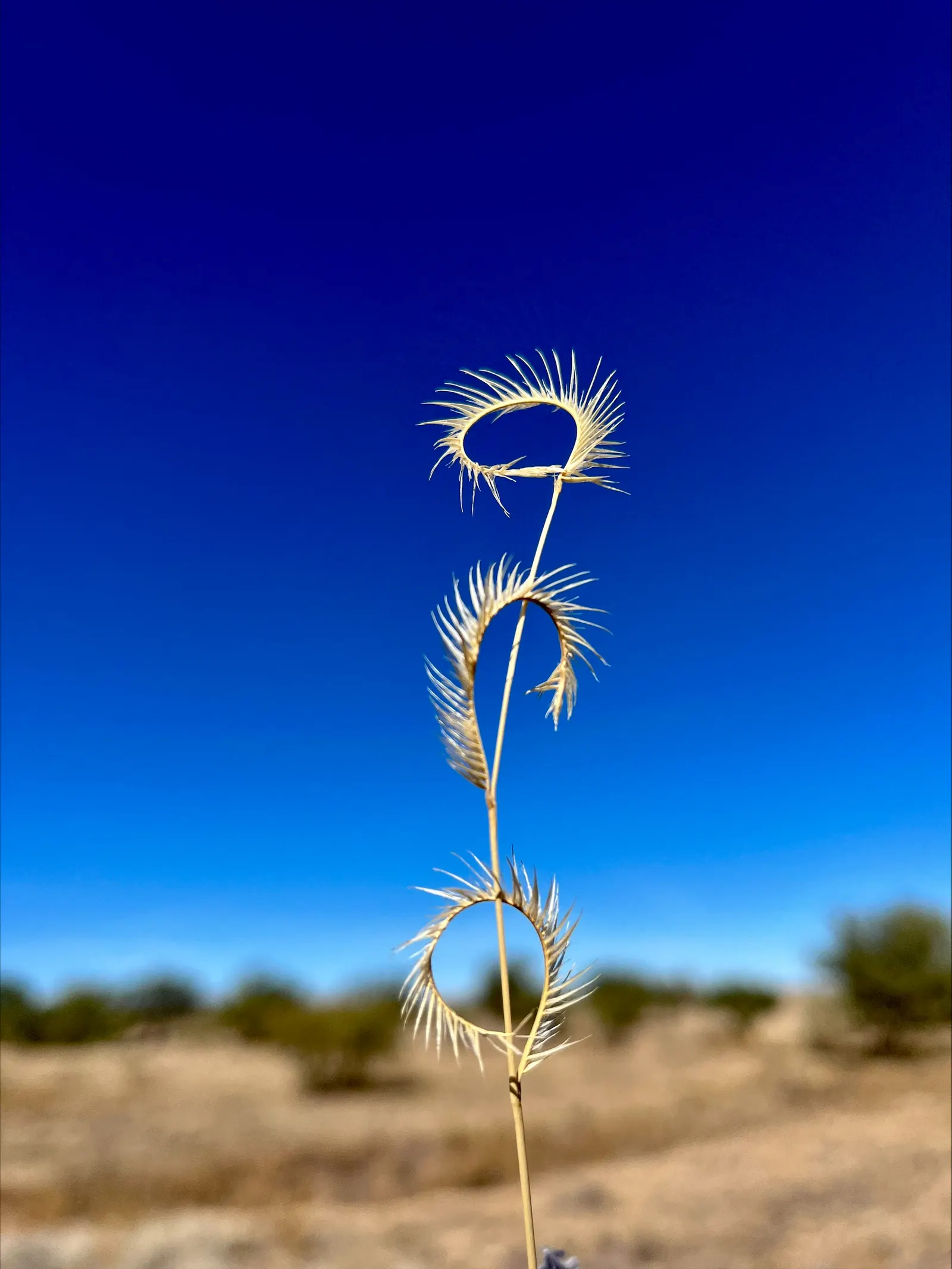 Mosquito Grass (Bouteloua Gracilis) — giving rise to its common name.<br><br>Mosquito Grass thrives in USDA hardiness zones 4 through 9