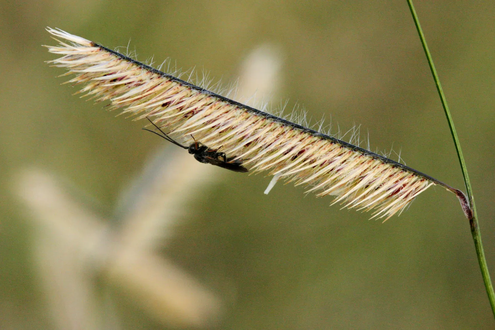 Mosquito Grass (Bouteloua Gracilis) — which resemble feathered mosquitoes