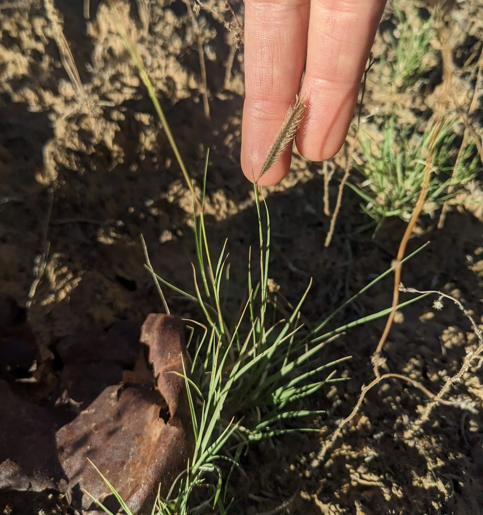 Mosquito Grass (Bouteloua Gracilis) — showcasing its adaptability to a variety of climates