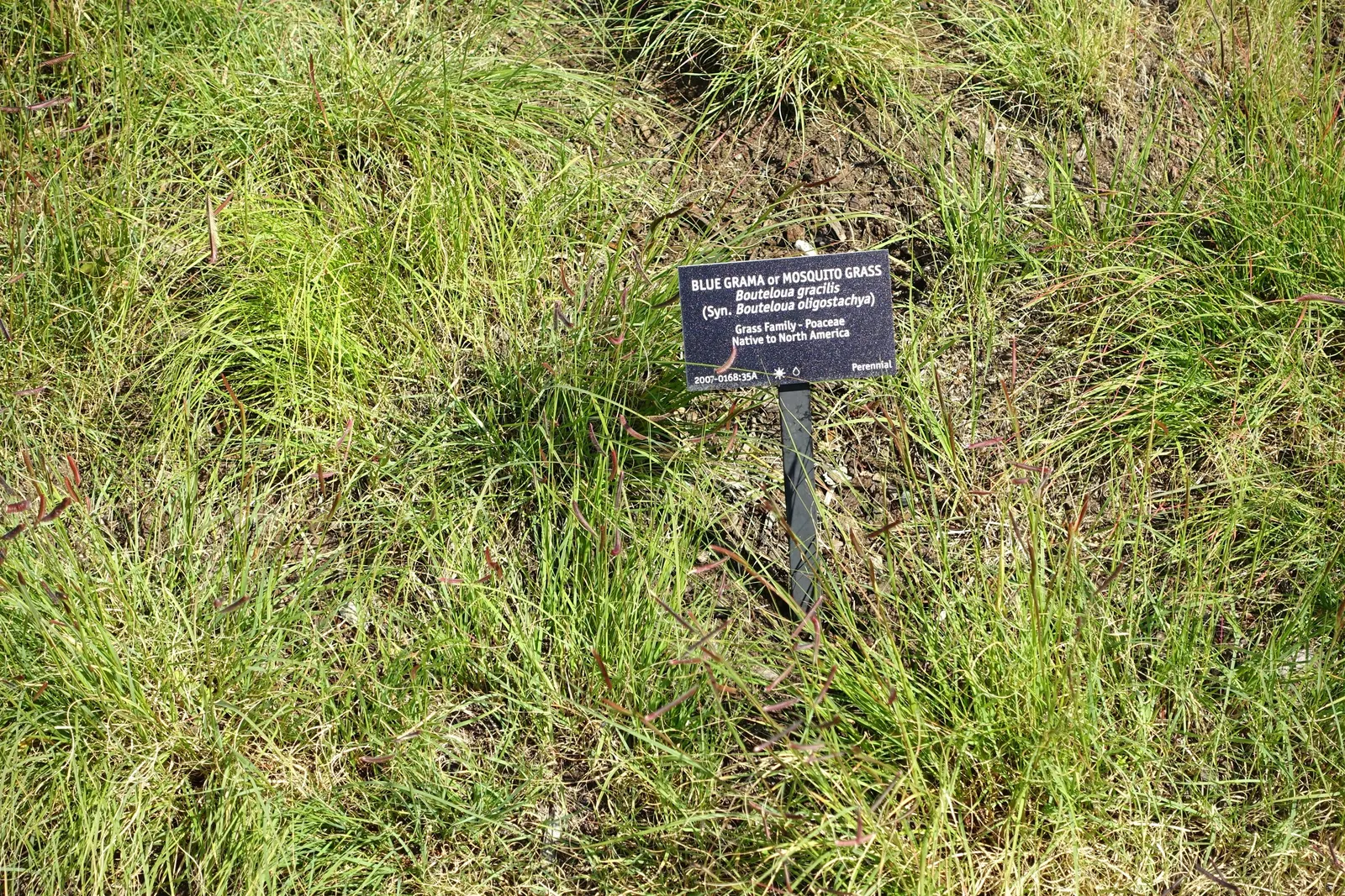 Mosquito Grass (Bouteloua Gracilis) — horizontally held seed heads