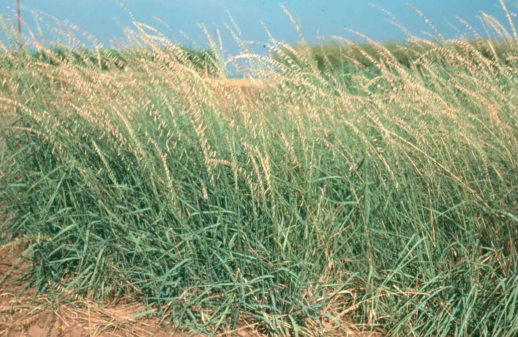 Mosquito Grass (Bouteloua Gracilis) — requiring at least six hours of direct sunlight each day
