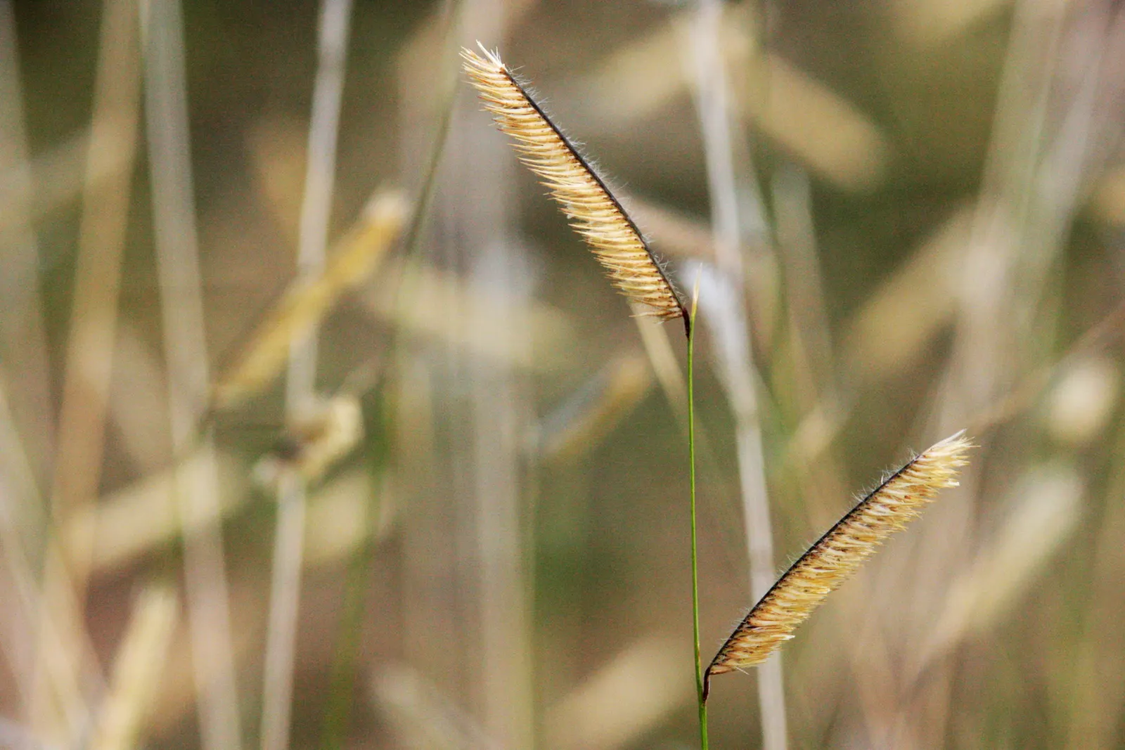 Mosquito Grass (Bouteloua Gracilis) — this ornamental grass is celebrated for its fine-textured