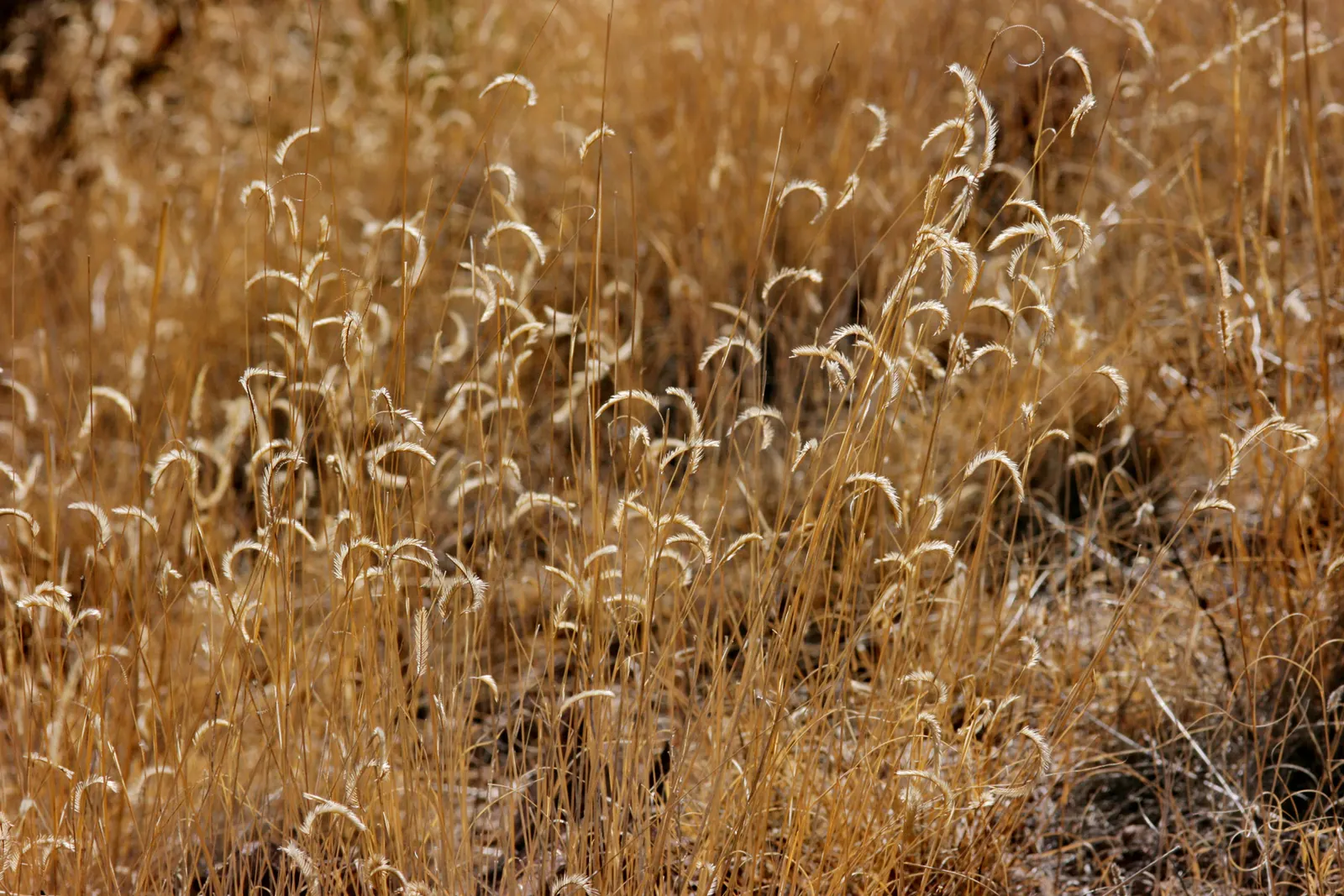 Mosquito Grass (Bouteloua Gracilis) — Rarely exceeding a height of 18 to 24 inches