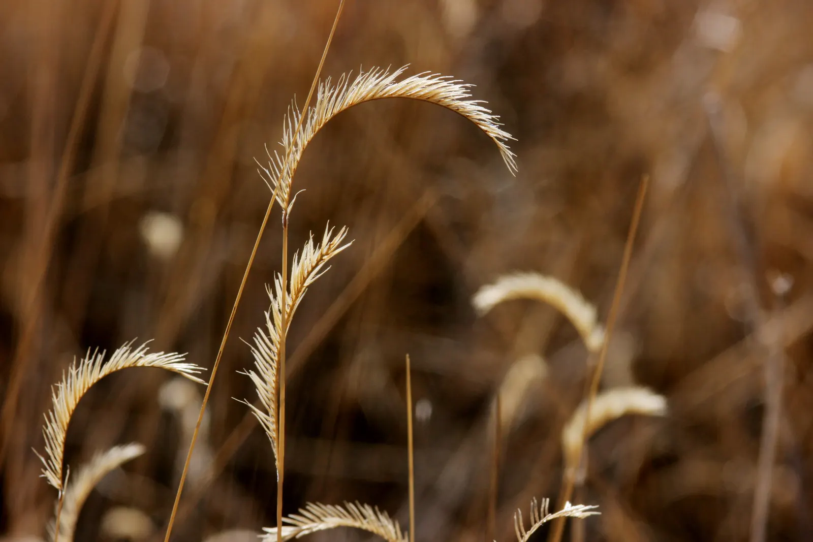 Mosquito Grass (Bouteloua Gracilis) — is a perennial grass that serves as an elegant and sustainable choice for diverse landscape designs