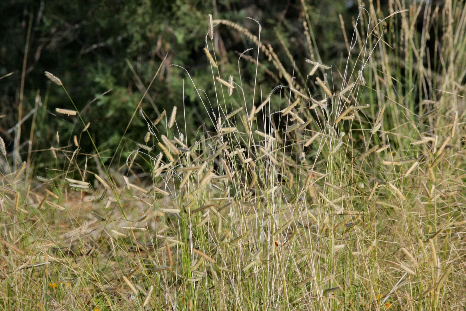 Mosquito Grass (Bouteloua Gracilis) — blue-green foliage and unique
