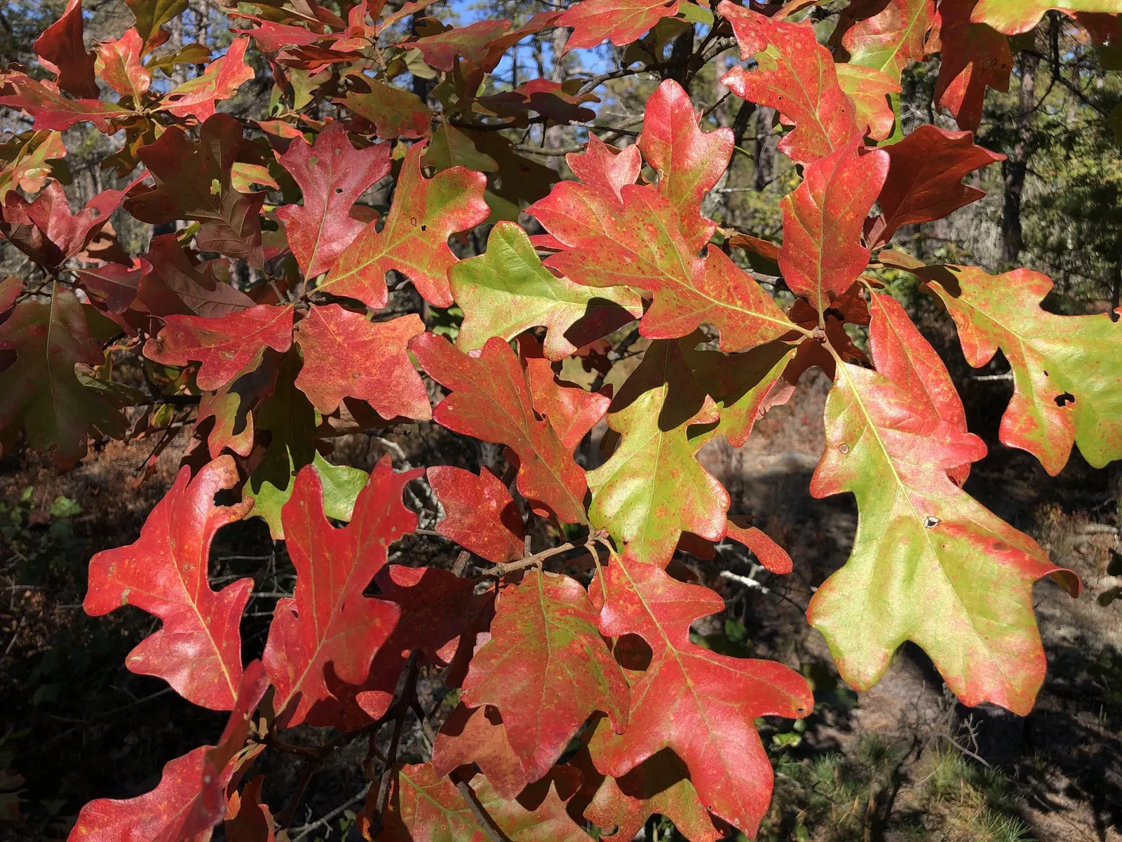Post Oak (Quercus Stellata) — approximately 0.5 to 0.75 inches in size