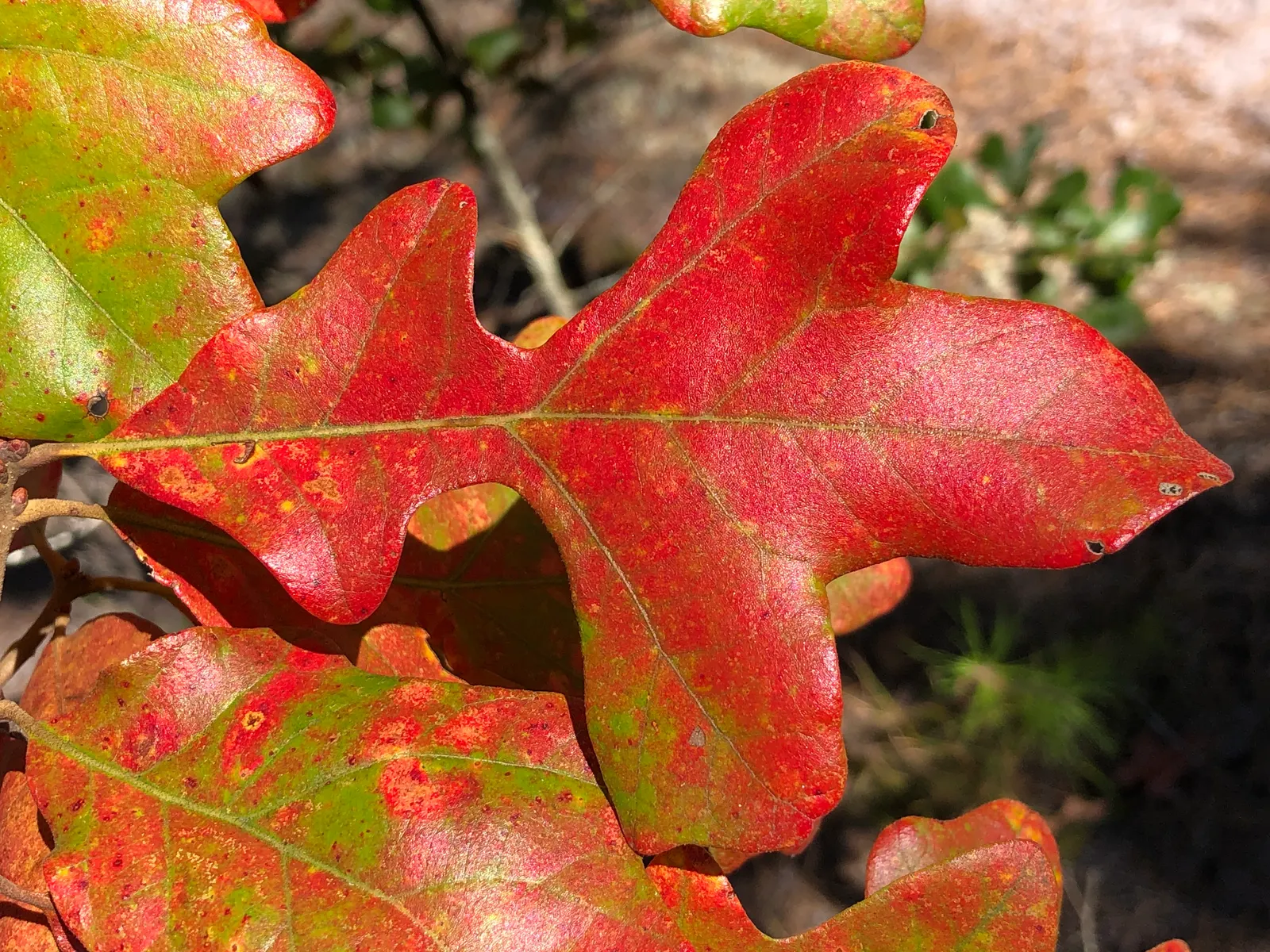 Post Oak (Quercus Stellata) — making it an excellent choice for less-forgiving sites