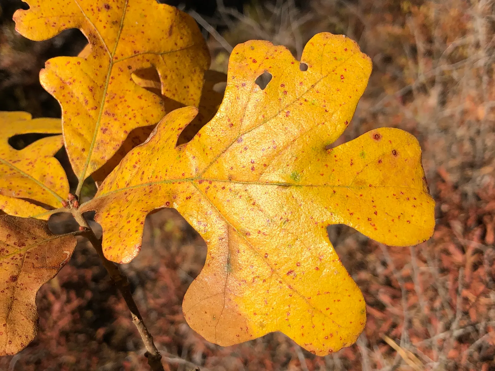 Post Oak (Quercus Stellata) — textured look to the landscape throughout the year.<br><br>Adaptable to a variety of soil conditions