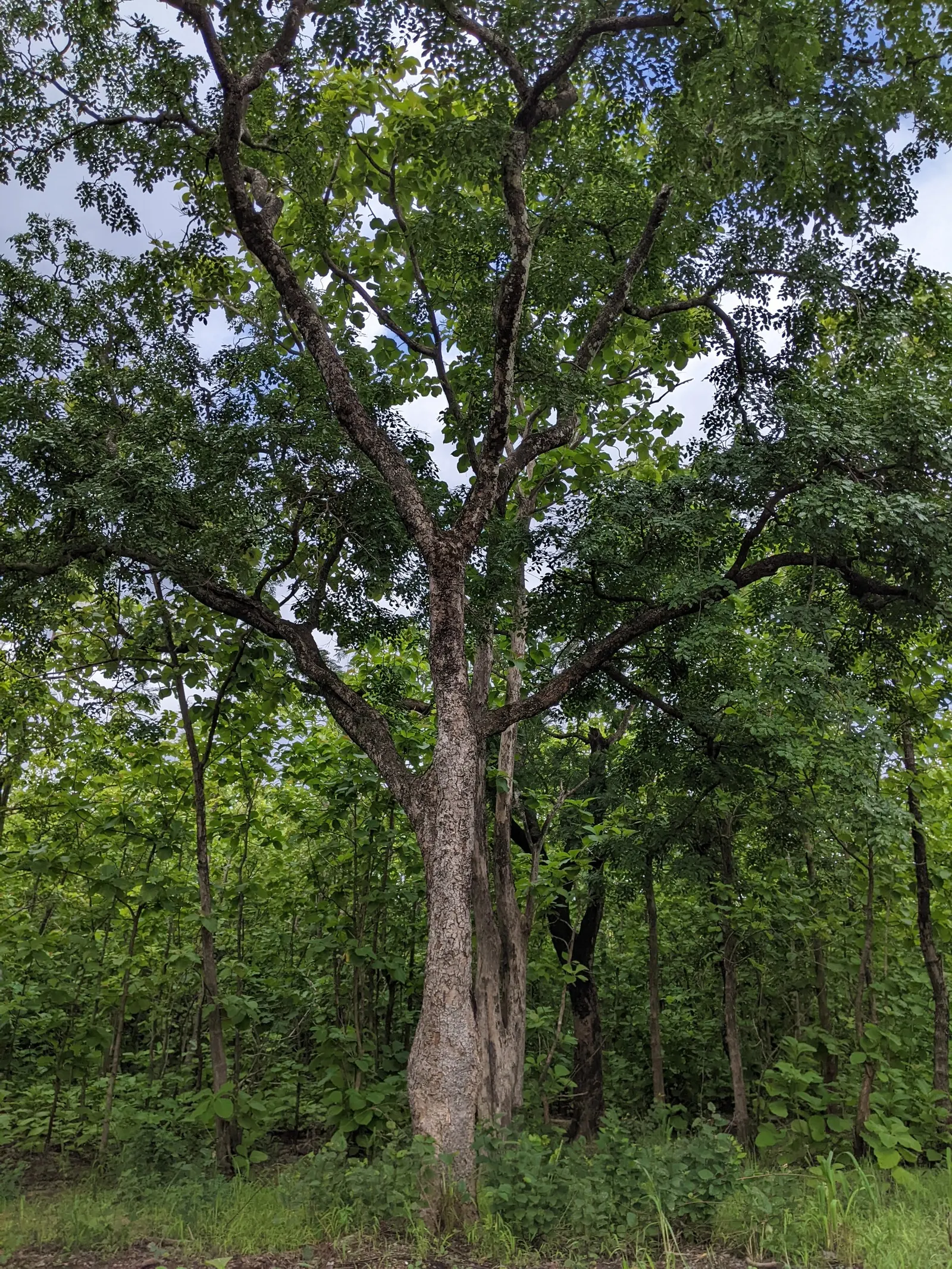 Post Oak (Quercus Stellata) — commonly referred to as the Post Oak; these leaves transform into captivating shades of rich brown