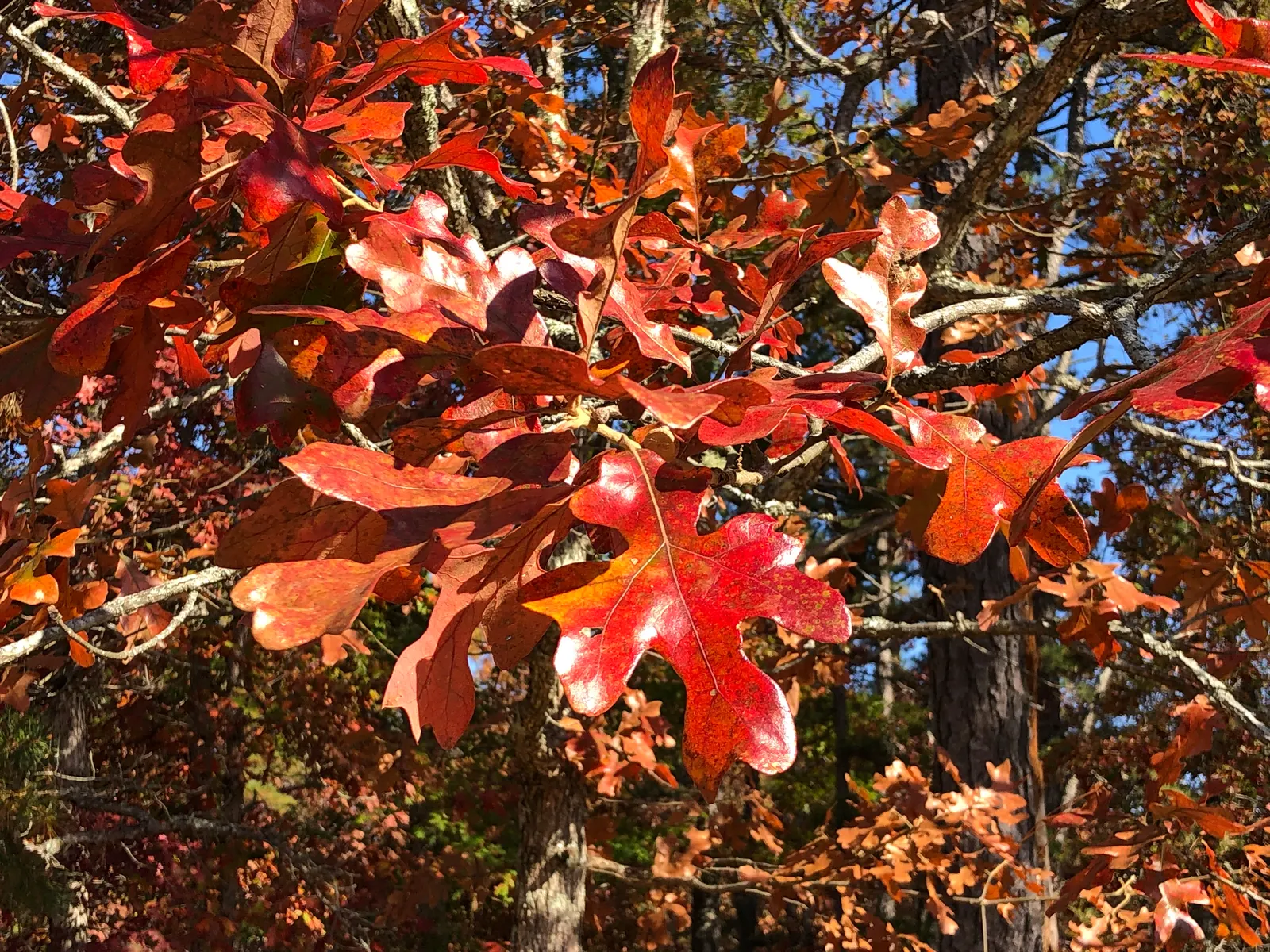 Post Oak (Quercus Stellata) — eco-conscious landscapes.<br><br>The Post Oak's acorns