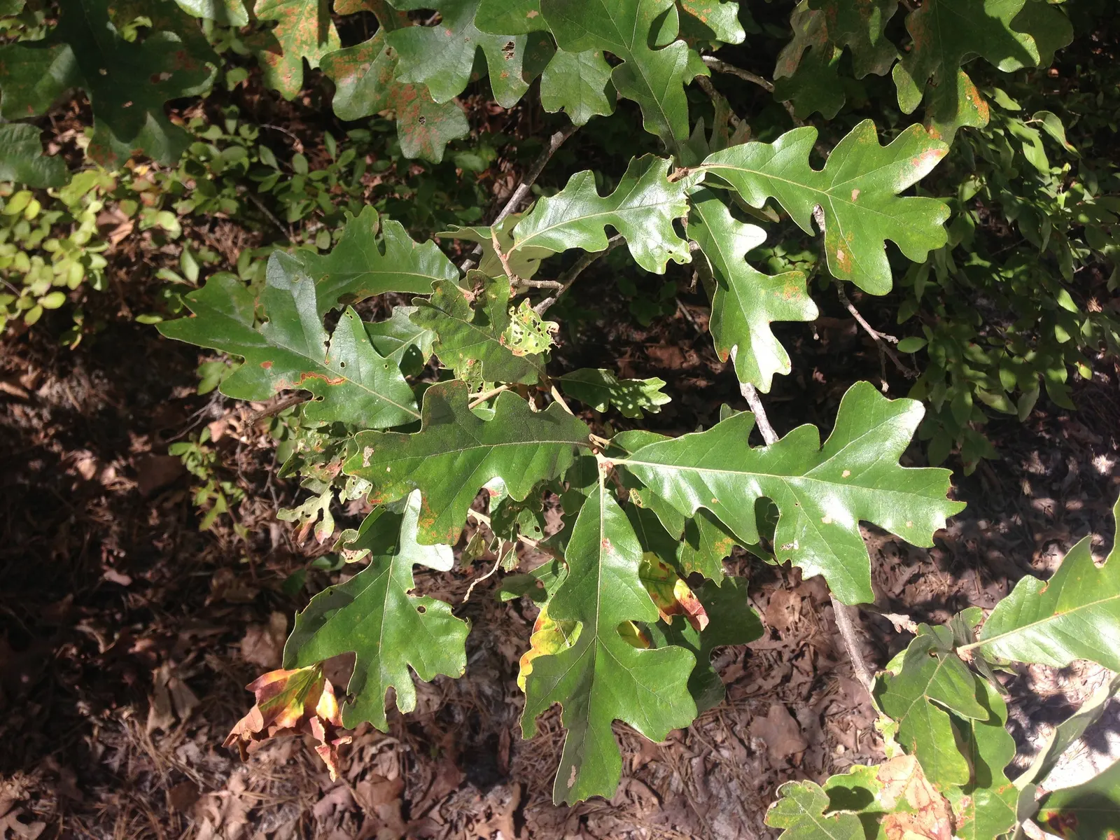 Post Oak (Quercus Stellata) — these leaves transform into captivating shades of rich brown