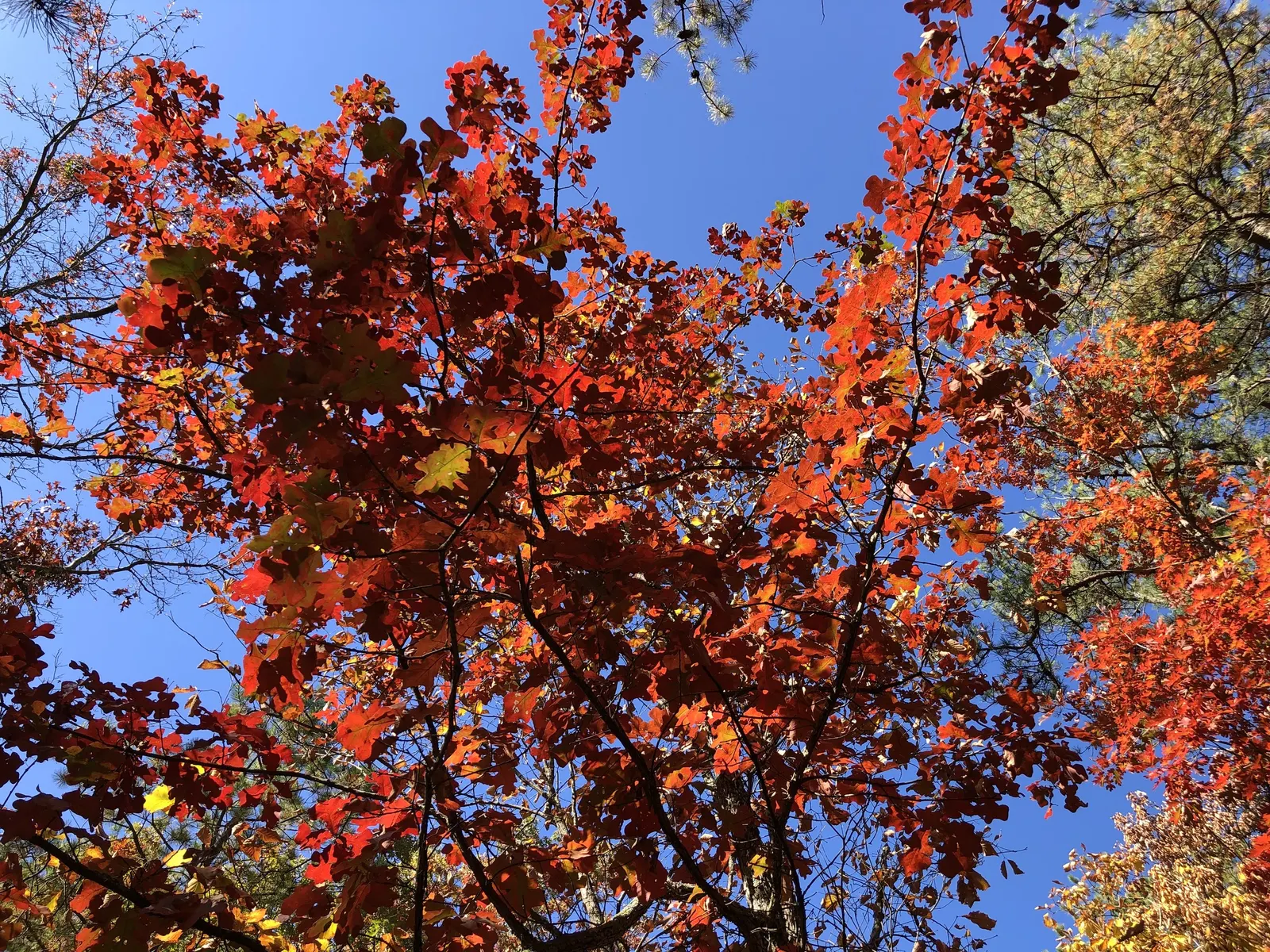 Post Oak (Quercus Stellata) — The Post Oak (Quercus stellata) is a hardy deciduous tree, reaching 40-50 feet in height with a 35-foot spread; this slow-growing