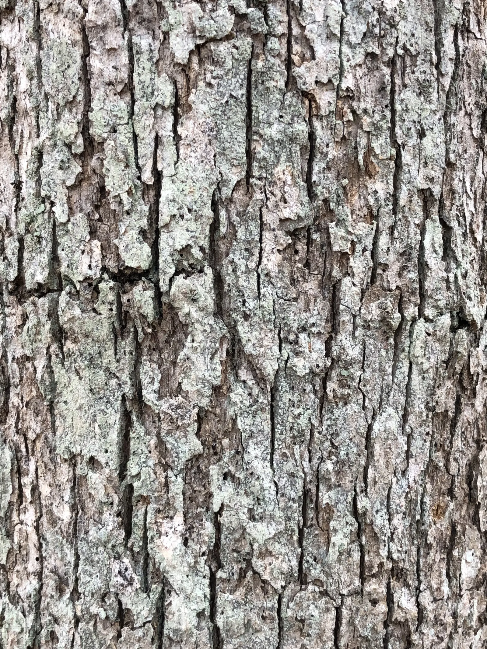 Post Oak (Quercus Stellata) — A member of the white oak group; eco-conscious landscapes.<br><br>The Post Oak's acorns