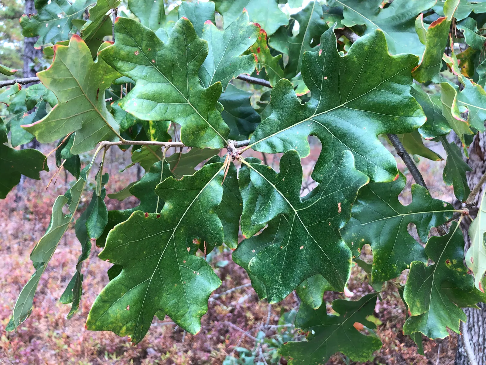Post Oak (Quercus Stellata) — making it a robust choice for both landscape design and enduring natural beauty in temperate regions, image 32