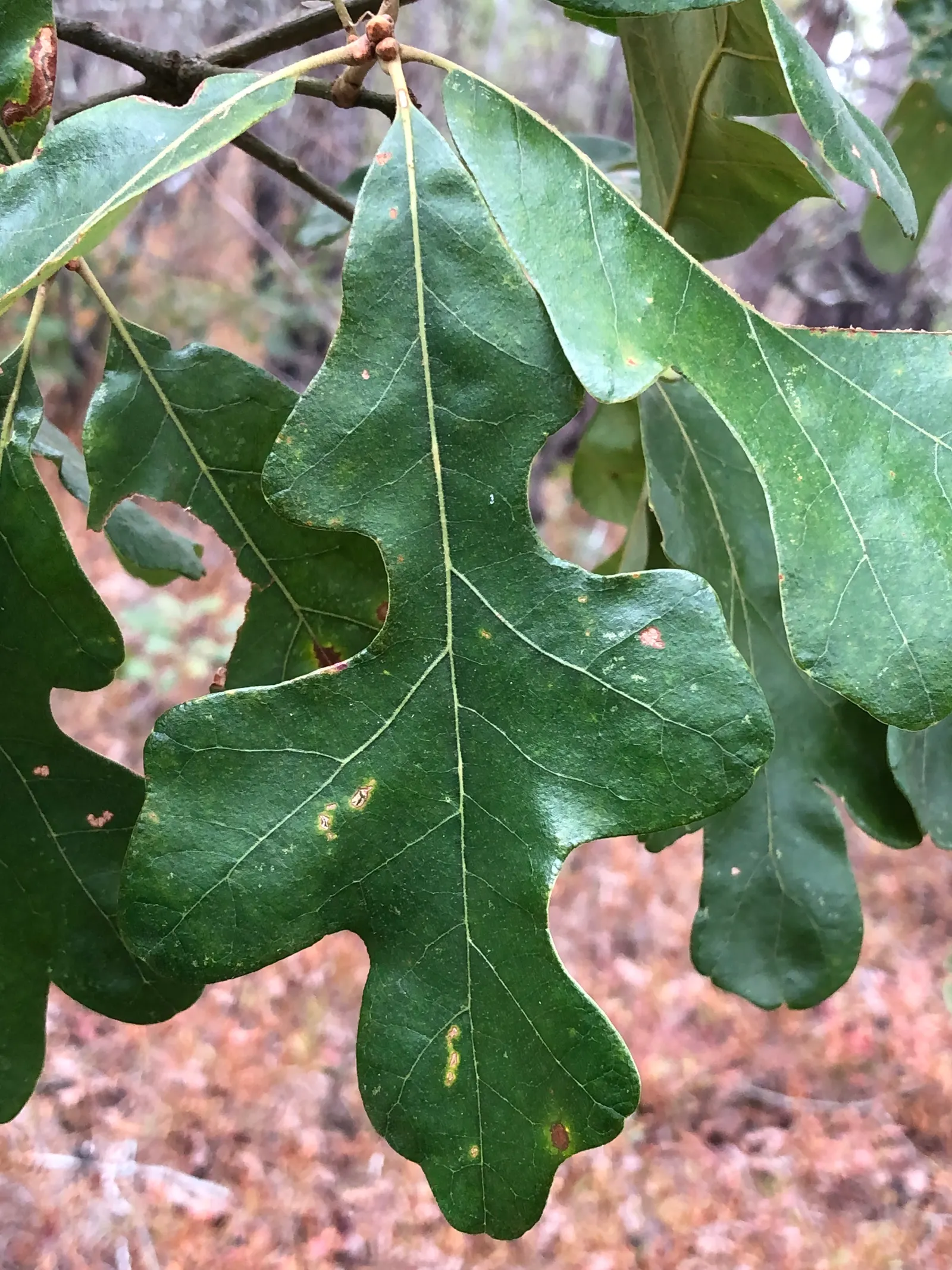 Post Oak (Quercus Stellata) — serving as a stately specimen or used in windbreaks and native plantings