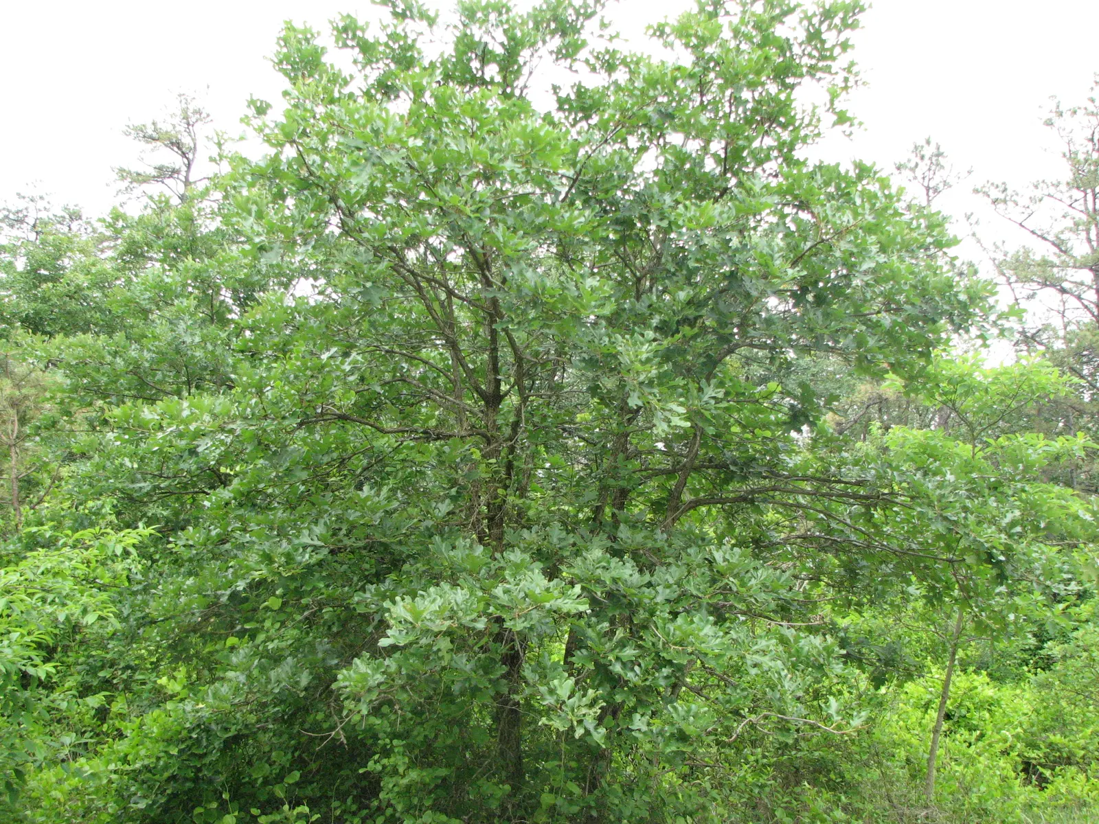 Post Oak (Quercus Stellata) — consider the Post Oak for its longevity and low maintenance