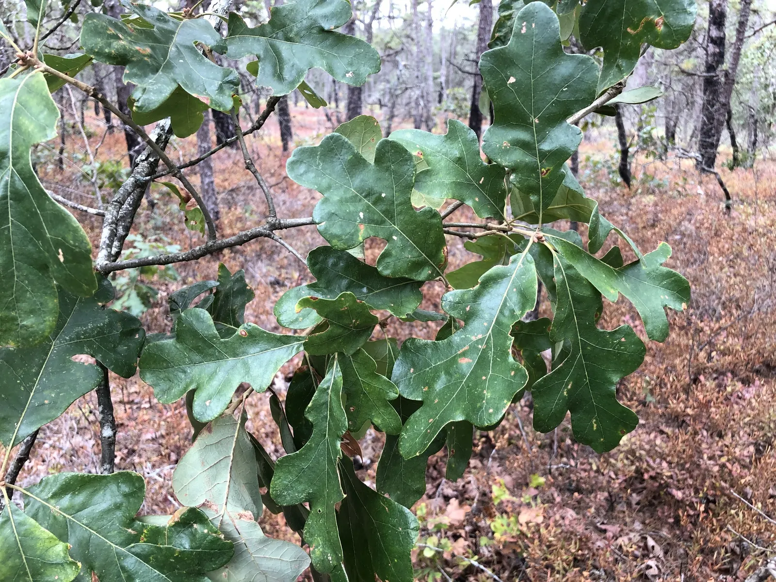 Post Oak (Quercus Stellata) — tree for full