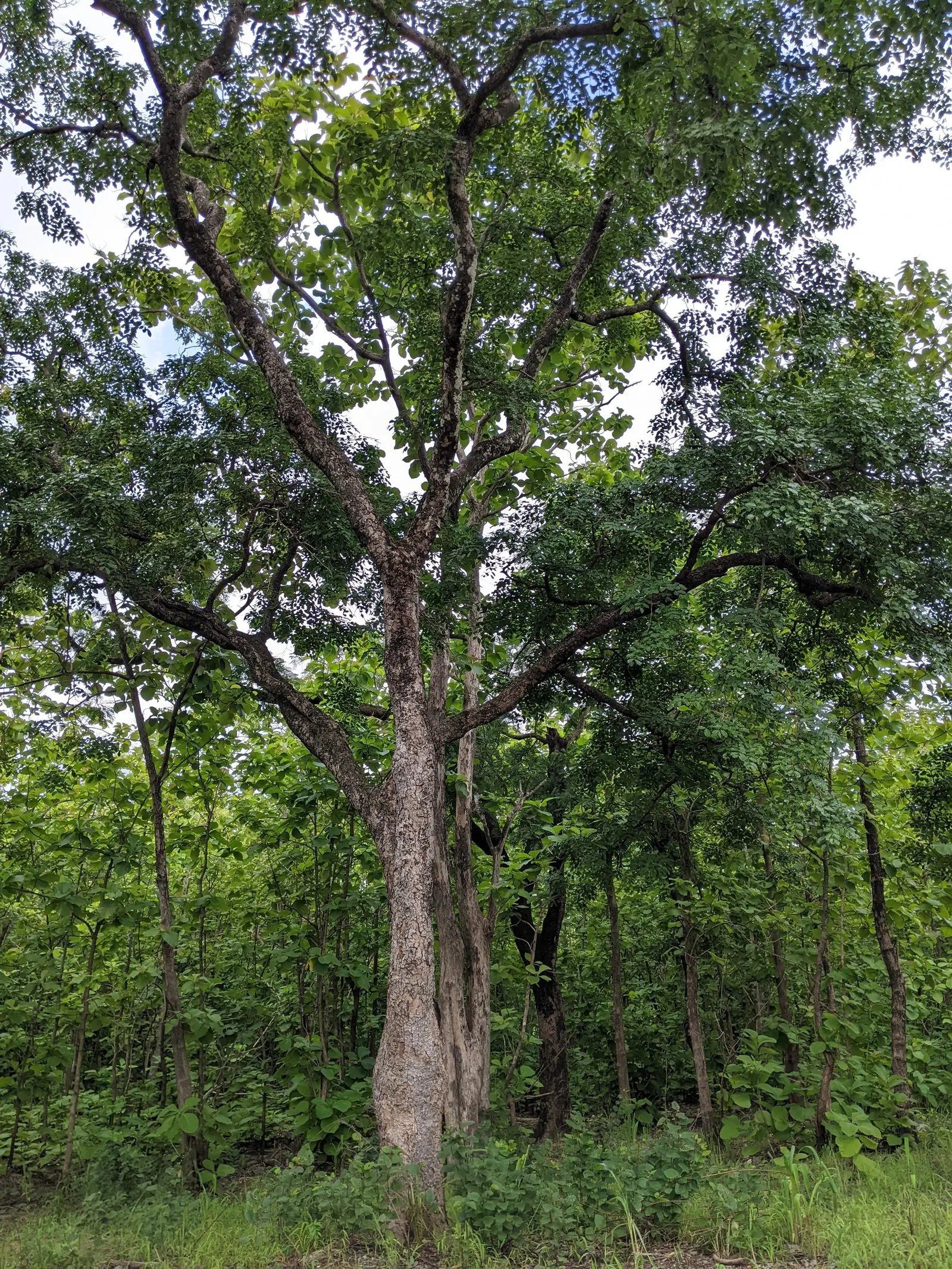 Post Oak (Quercus Stellata) — making it a robust choice for both landscape design and enduring natural beauty in temperate regions