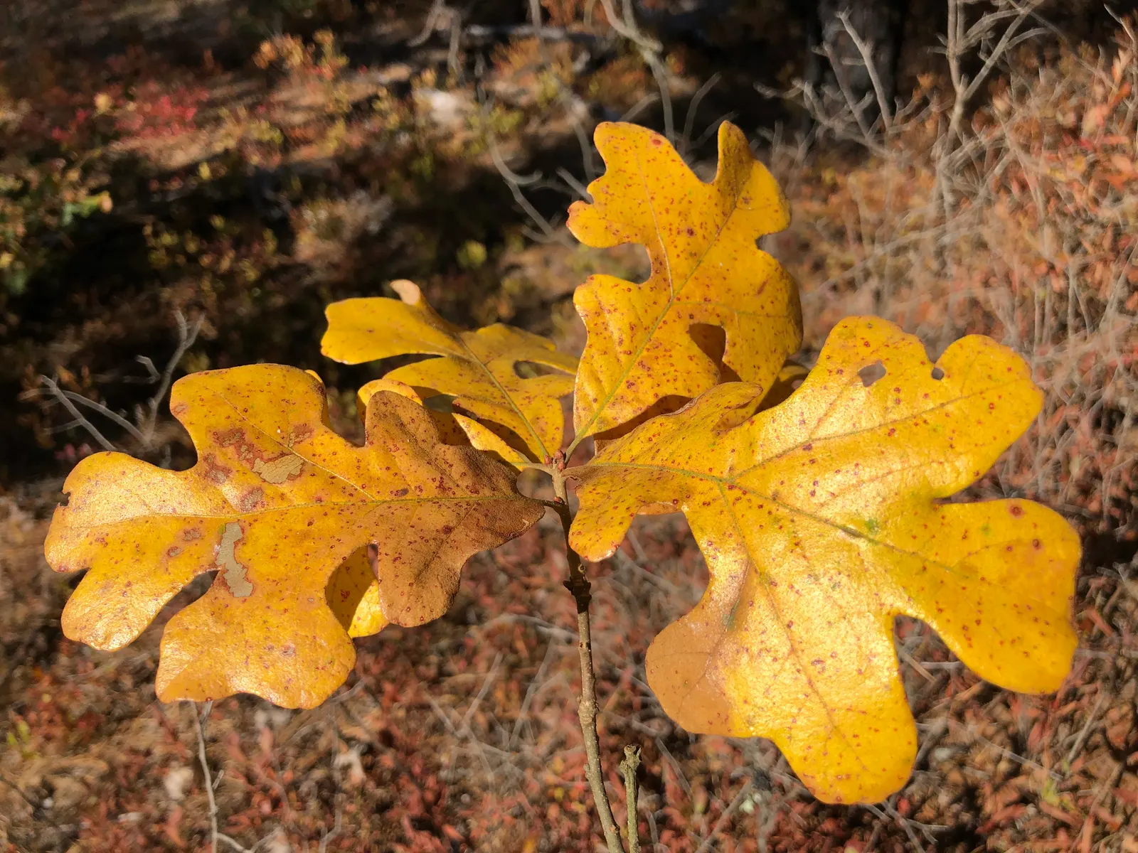 Post Oak (Quercus Stellata) — The Post Oak (Quercus stellata) is a hardy deciduous tree, reaching 40-50 feet in height with a 35-foot spread