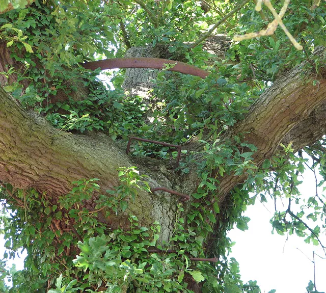 Post Oak (Quercus Stellata) — an important characteristic for modern