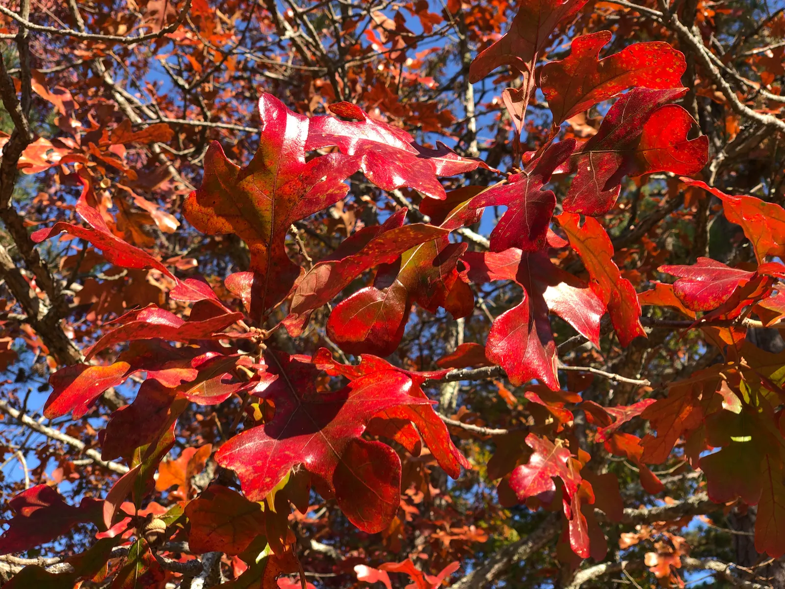 Post Oak (Quercus Stellata) — For practical landscape applications