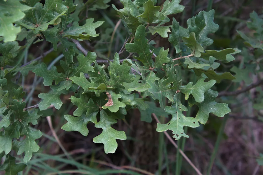 Post Oak (Quercus Stellata) — Its hardy nature makes it a dependable anchor in your garden design