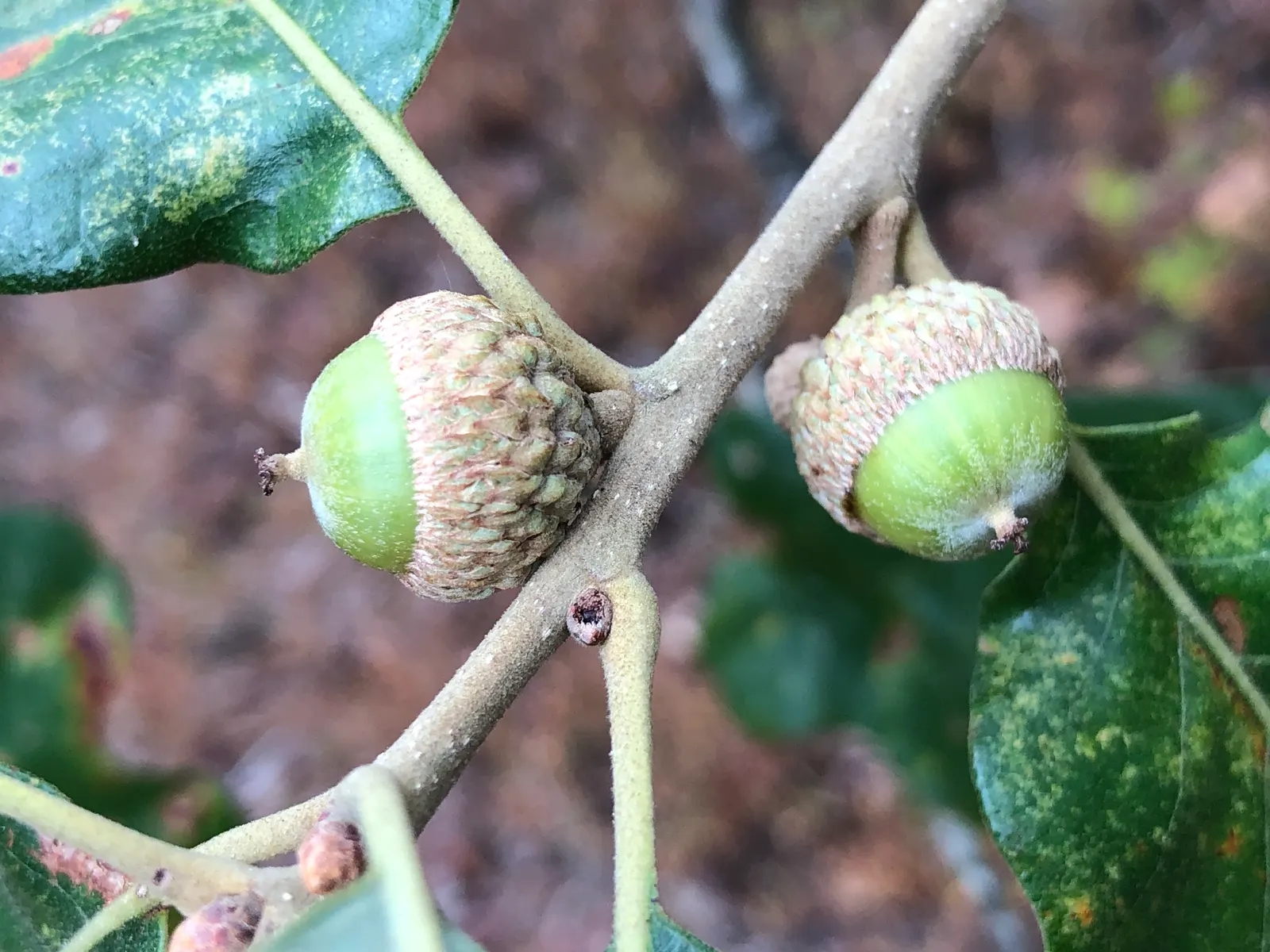 Post Oak (Quercus Stellata) — commonly referred to as the Post Oak