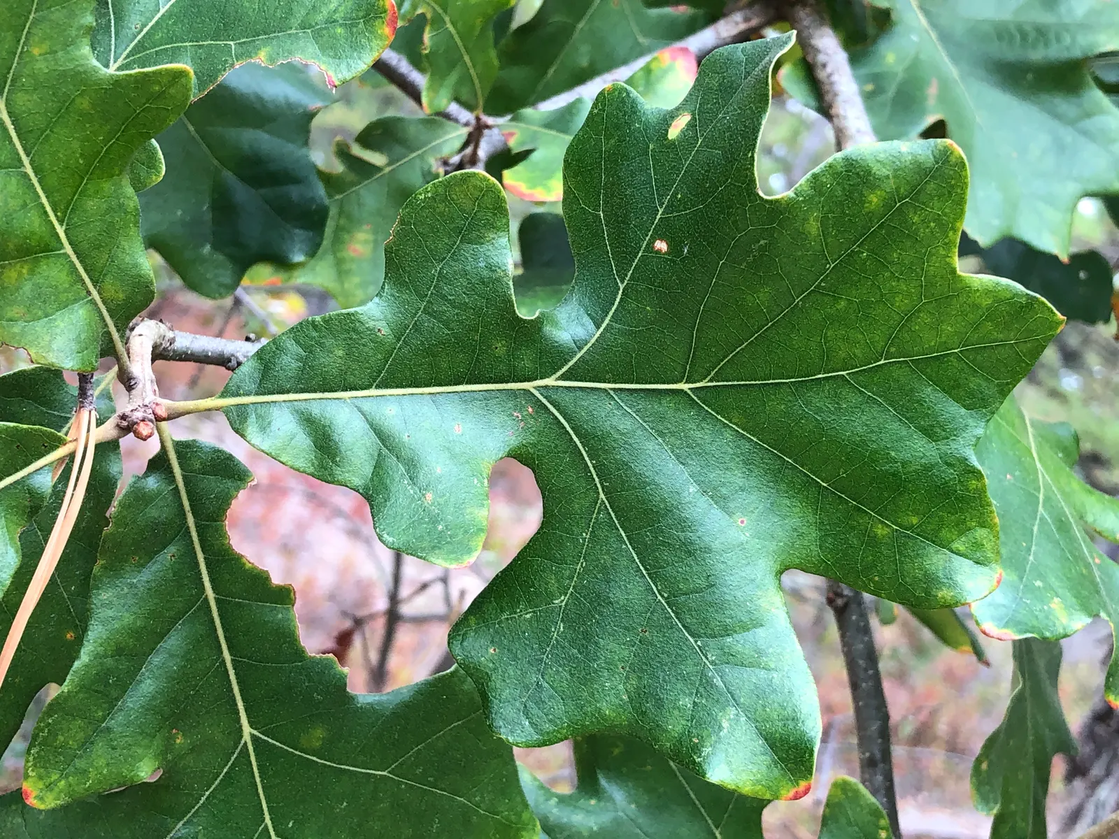 Post Oak (Quercus Stellata) — Its distinctive, cross-shaped leaves turn vibrant shades of yellow and brown in autumn; which exhibit a unique cross-shaped