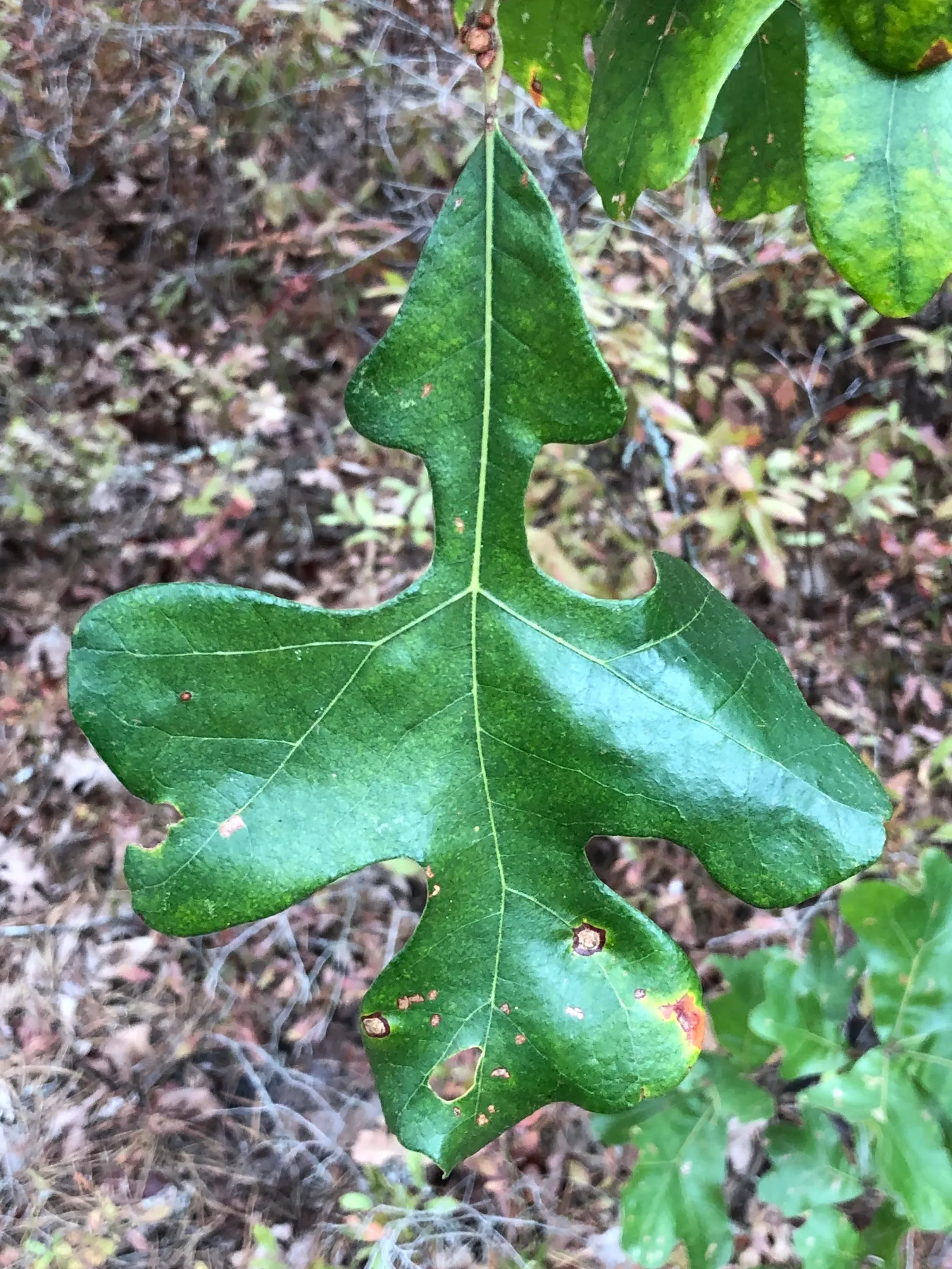 Post Oak (Quercus Stellata) — Adaptable to various soil types, it prefers full sun to partial shade