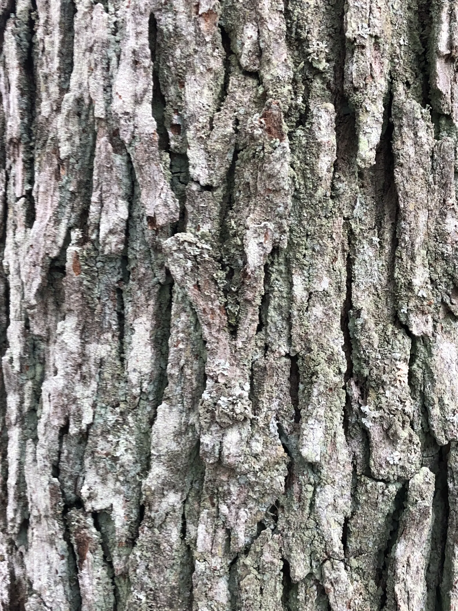 Post Oak (Quercus Stellata) — This slow-growing oak offers excellent drought resistance; serving as a stately specimen or used in windbreaks and native