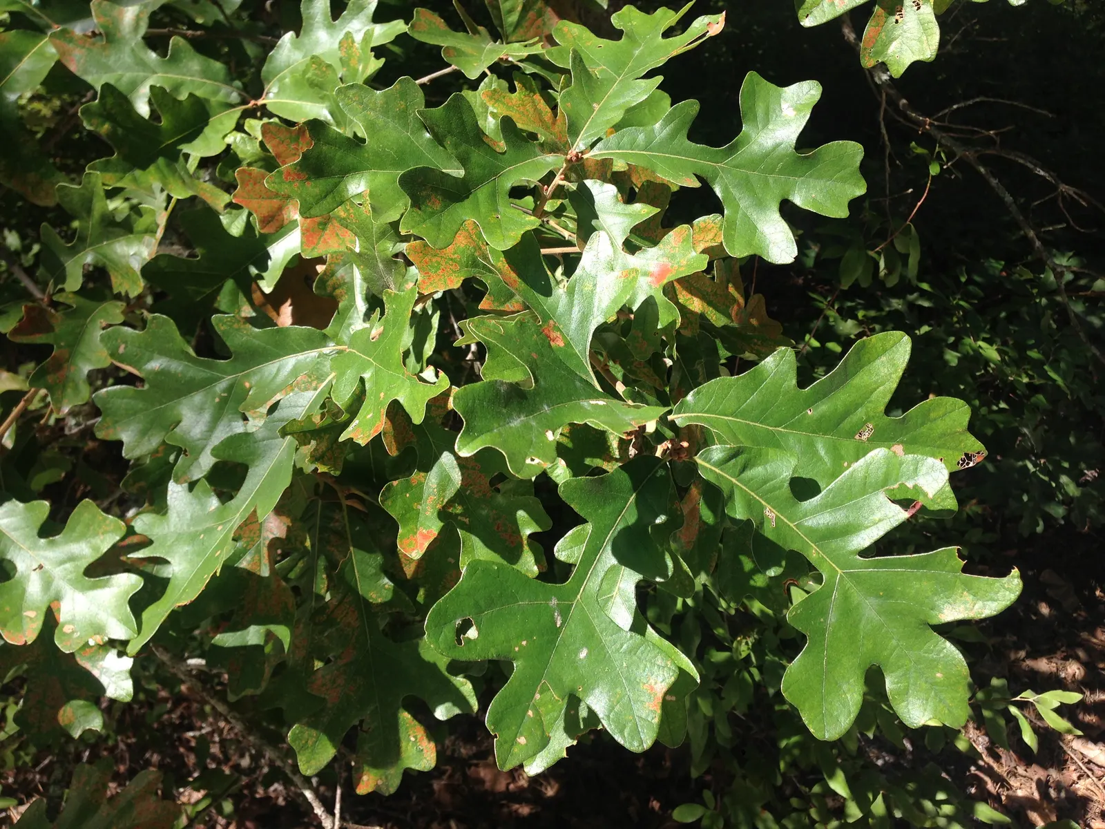 Post Oak (Quercus Stellata) — providing a striking seasonal display