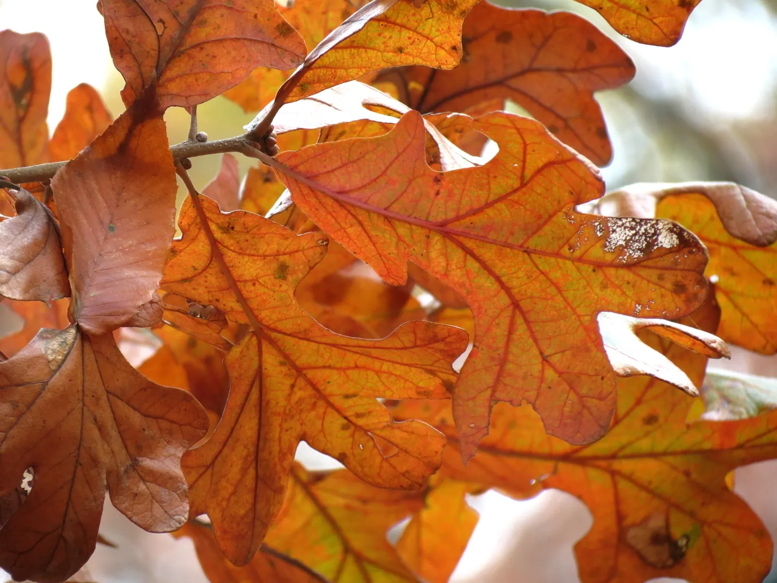 Post Oak (Quercus Stellata) — making this species beneficial for supporting local ecosystems