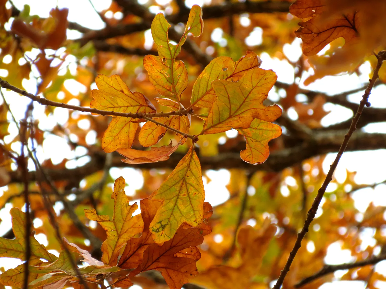 Post Oak (Quercus Stellata) — Its distinctive, cross-shaped leaves turn vibrant shades of yellow and brown in autumn