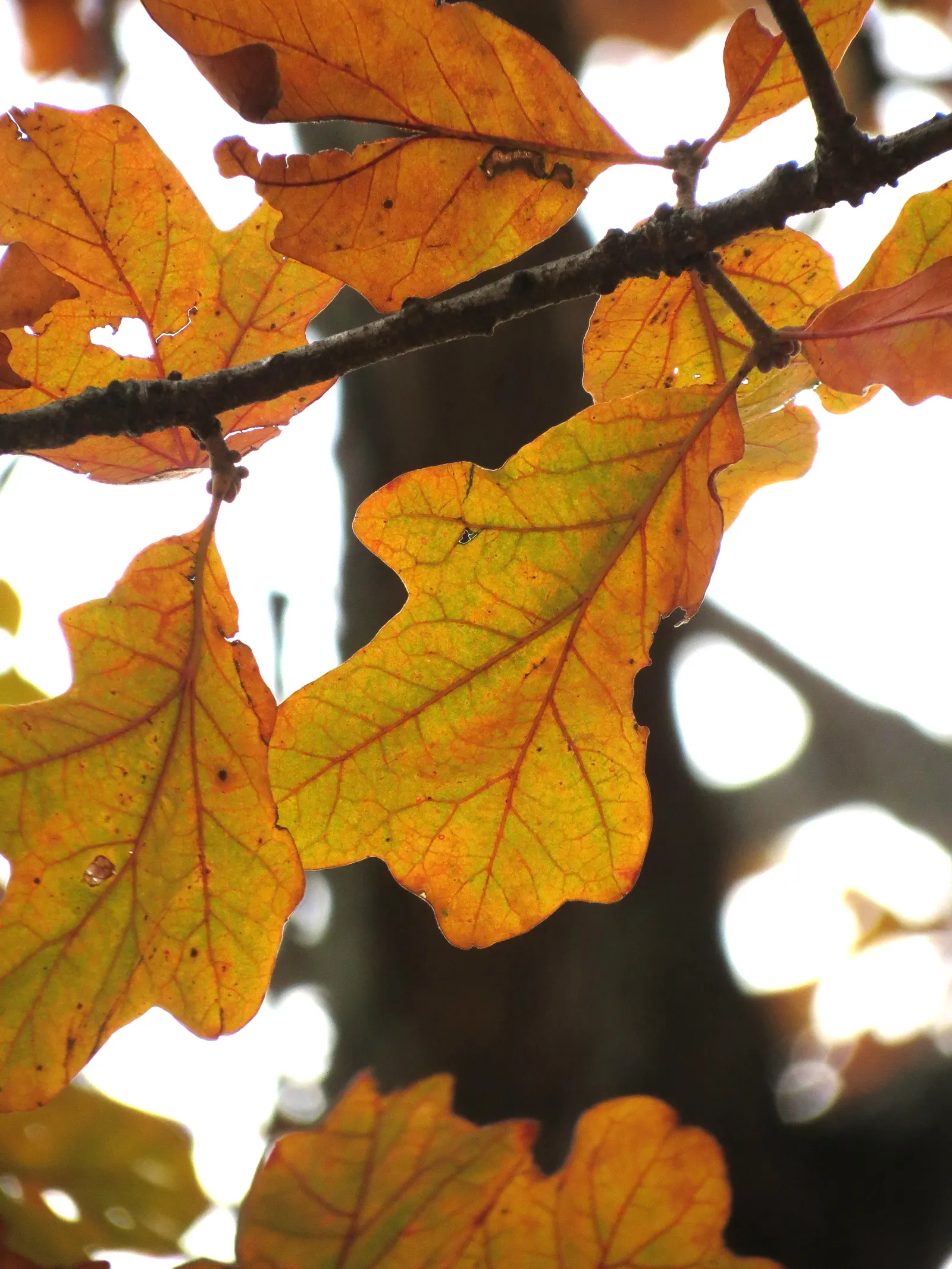 Post Oak (Quercus Stellata) — are valuable food sources for wildlife