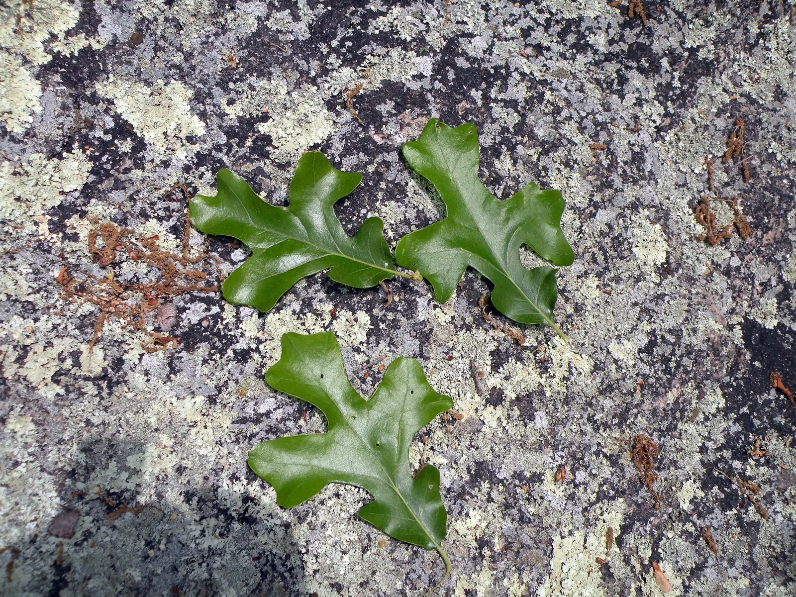 Post Oak (Quercus Stellata) — which exhibit a unique cross-shaped pattern and are around 4 to 6 inches in length