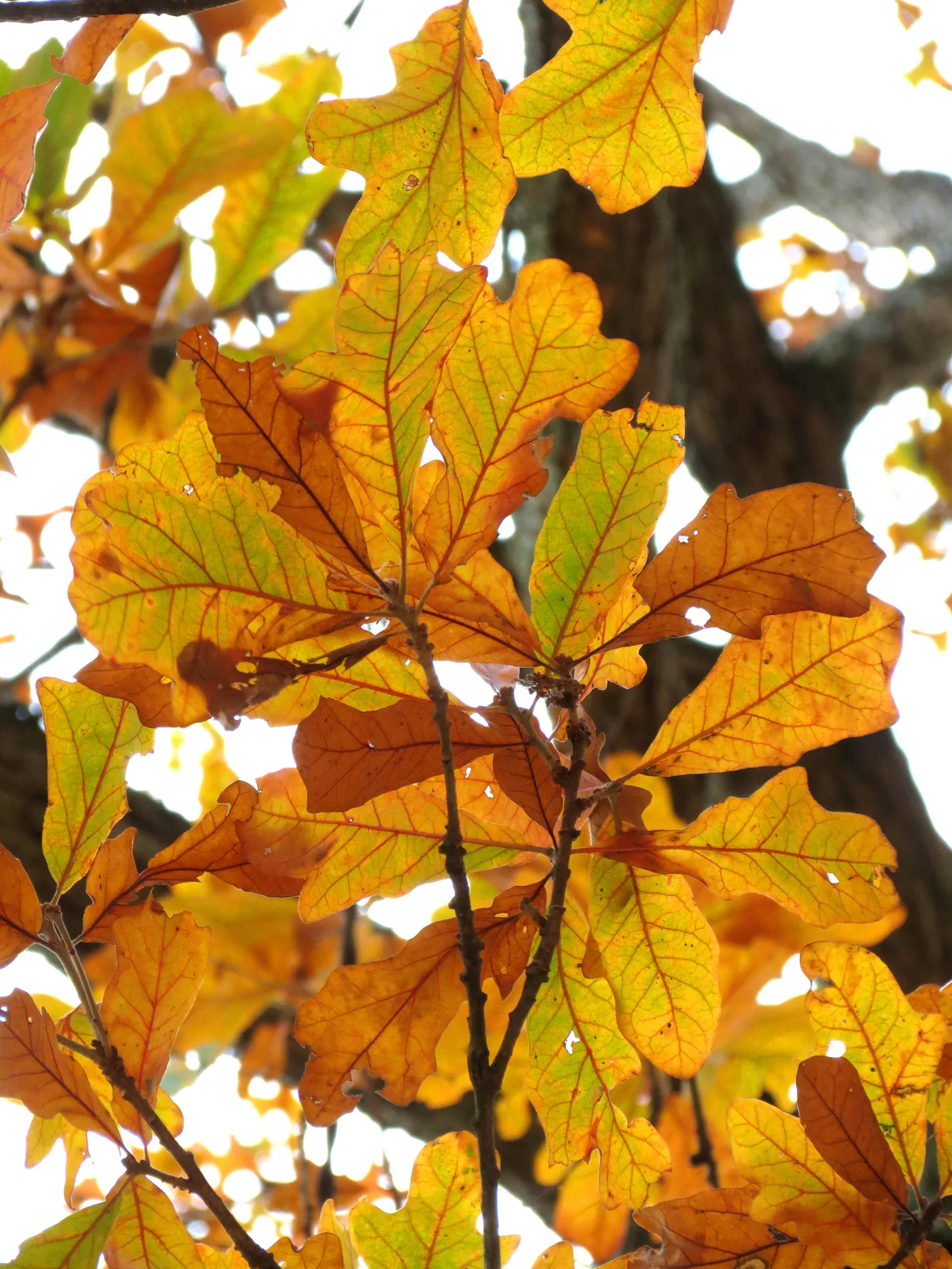 Post Oak (Quercus Stellata) — It is also drought-tolerant