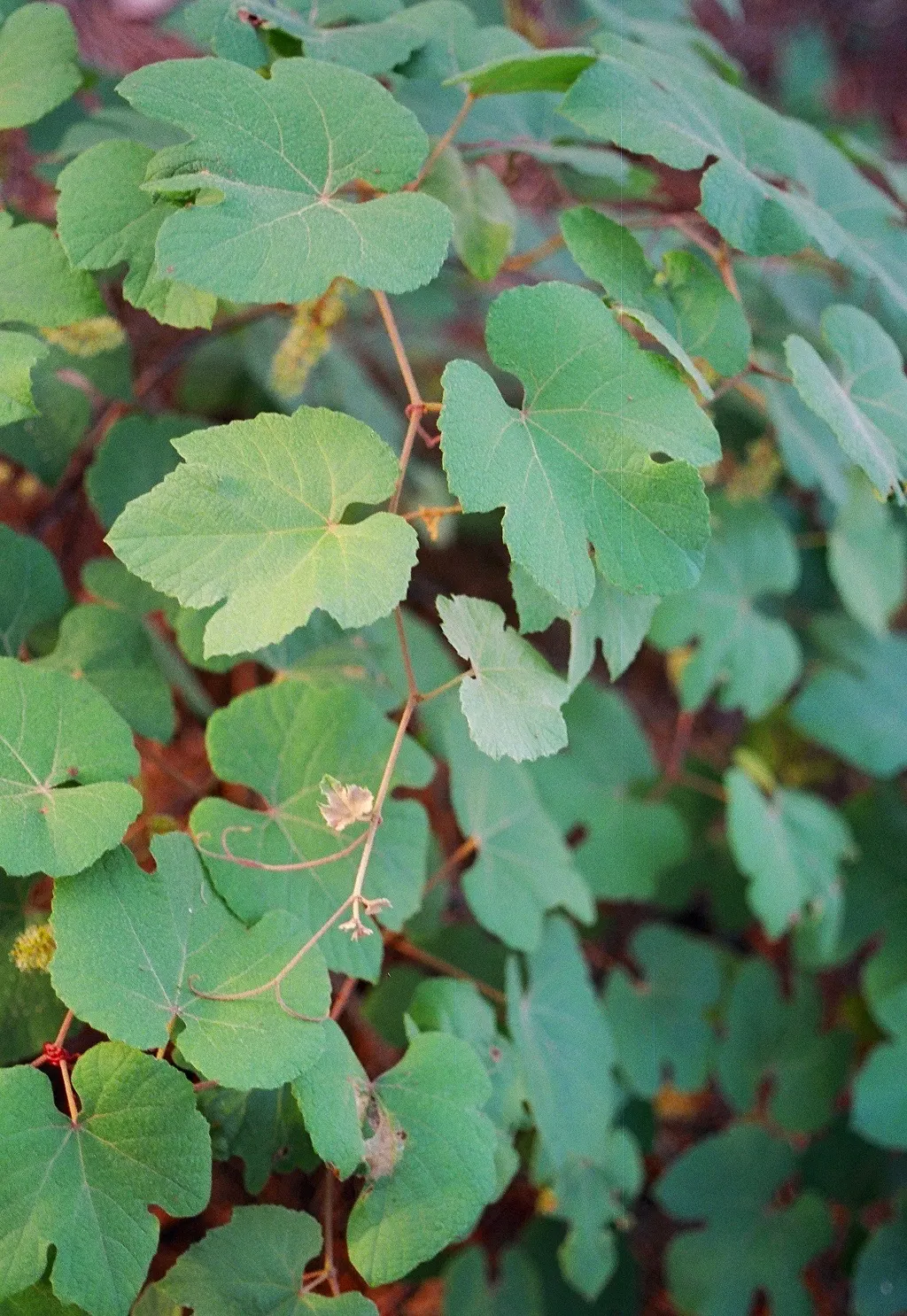 Post Oak (Quercus Stellata) — deciduous tree typically reaching heights of 40 to 50 feet with a similar spread
