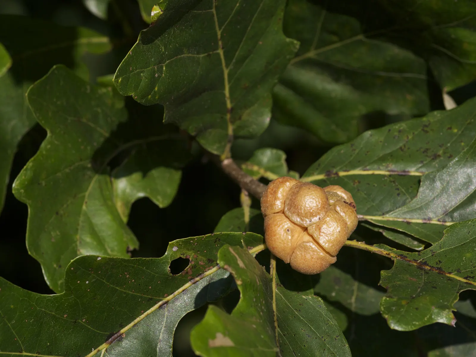 Post Oak (Quercus Stellata) — the Post Oak is a slow-growing