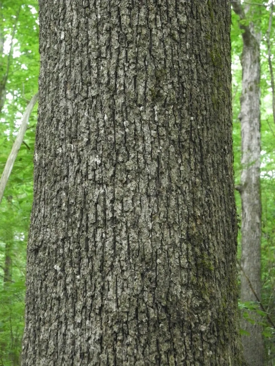 Post Oak (Quercus Stellata) — Adaptable to various soil types, it prefers full sun to partial shade; an important characteristic for modern