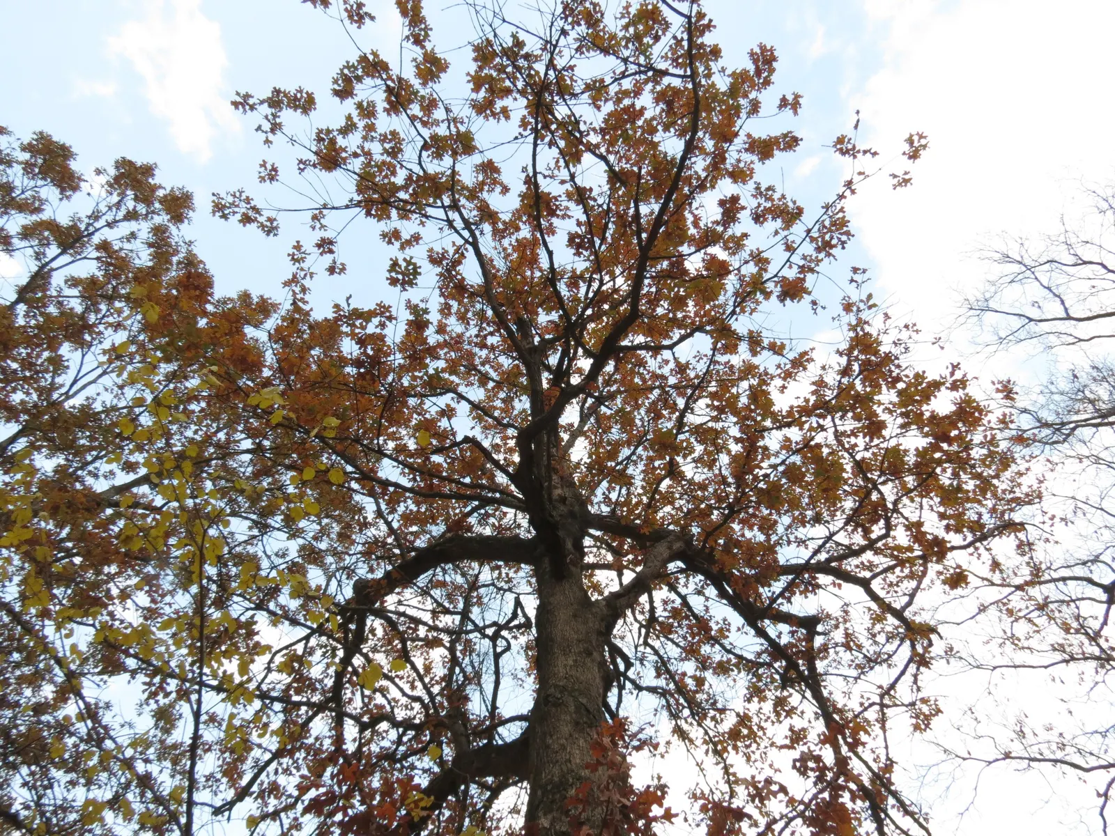 Post Oak (Quercus Stellata) — the Post Oak is a slow-growing; its hardy nature makes it a dependable anchor in your garden design