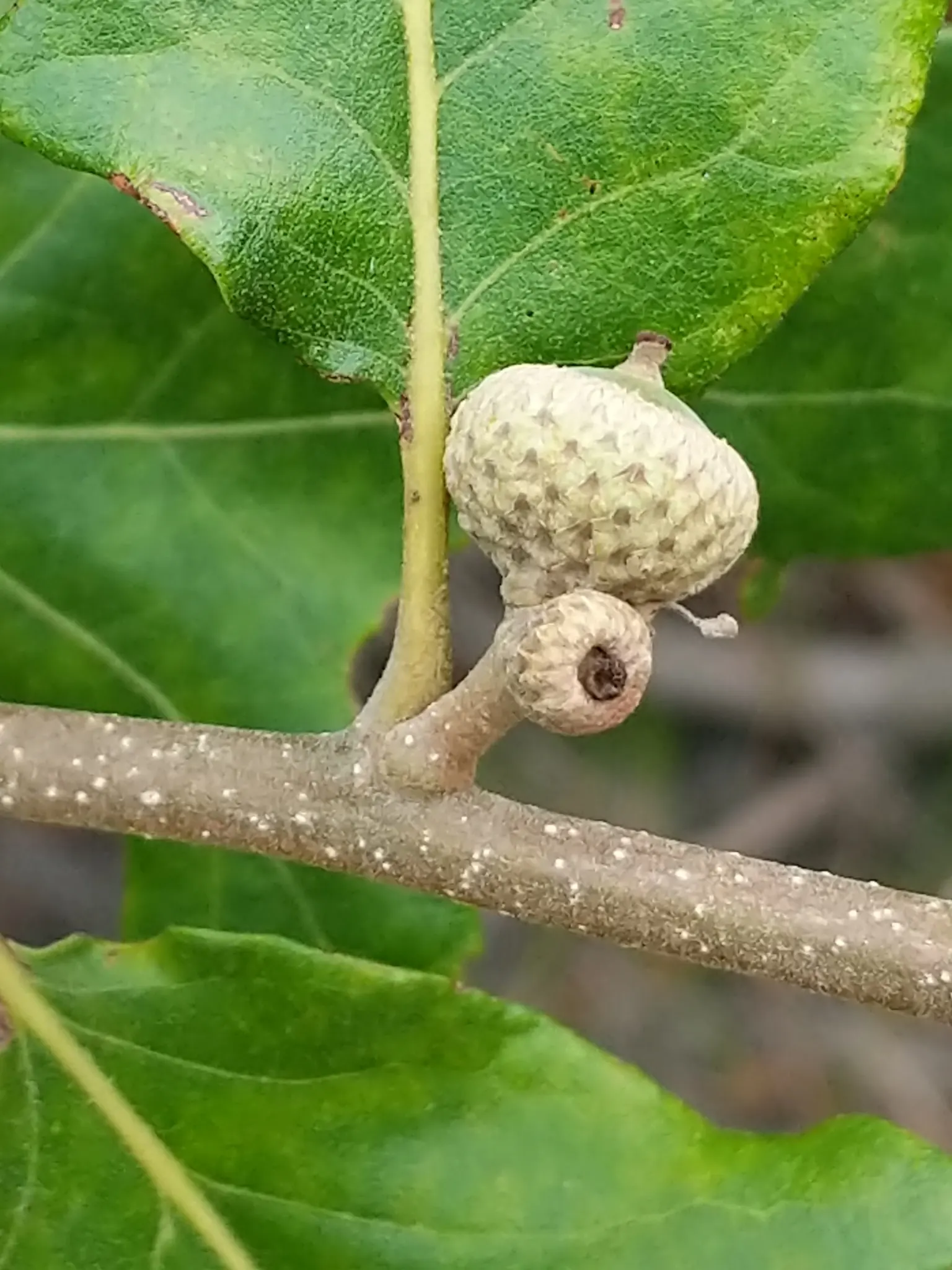Post Oak (Quercus Stellata) — presenting a rounded canopy.<br><br>One of the Post Oak's distinguishing characteristics are its leaves