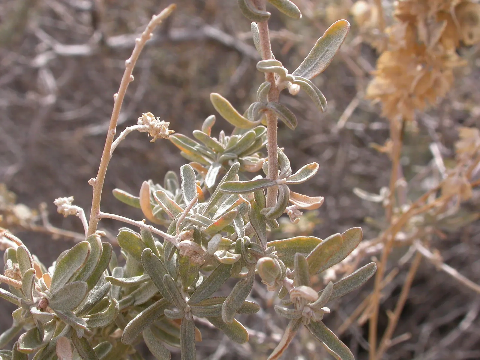 Four-Wing Salt Bush (Atriplex Canescens) — This tough plant thrives in USDA hardiness zones 6-10, image 67