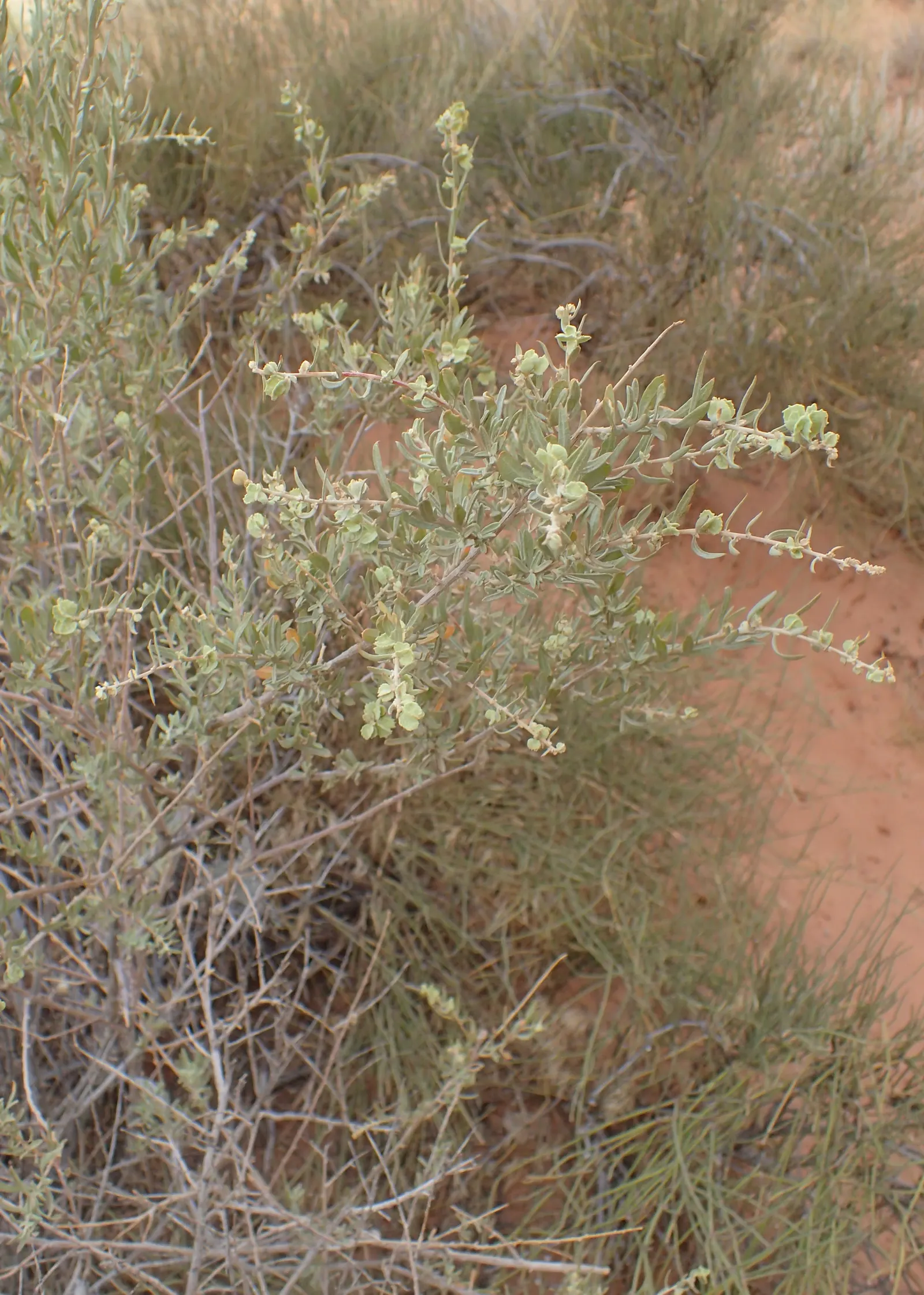 Four-Wing Salt Bush (Atriplex Canescens) — Gray-green leaves and a sprawling form make it ideal for erosion control and xeriscaping; thanks to its, image 41