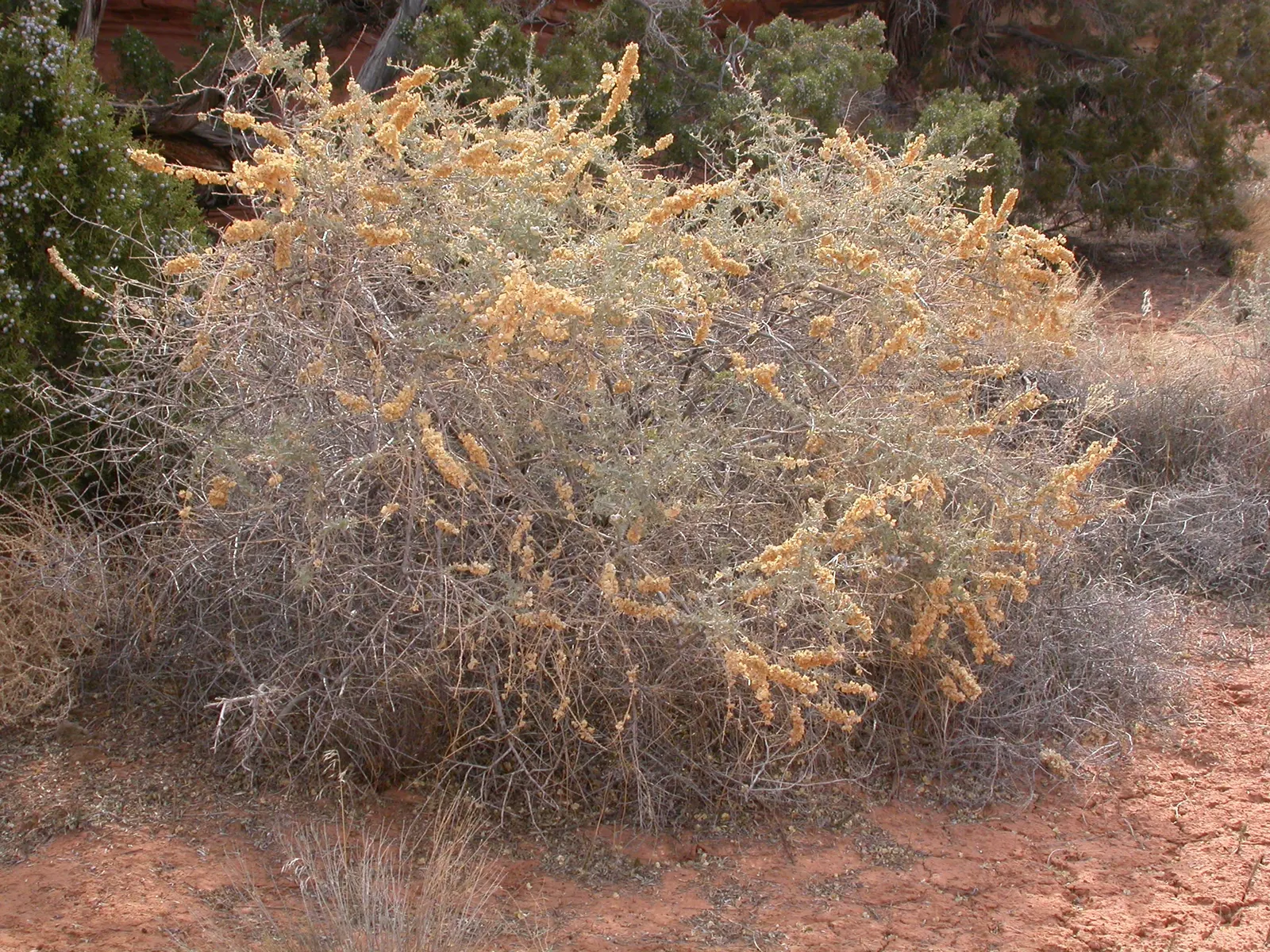 Four-Wing Salt Bush (Atriplex Canescens) — is a highly adaptable and resilient shrub; it requires minimal water once established, surviving on as, image 65