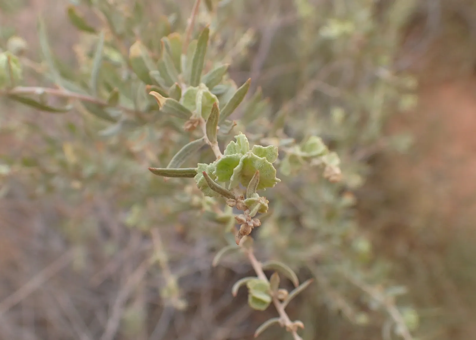 Four-Wing Salt Bush (Atriplex Canescens) — thanks to its dense growth habit; ideal for low-maintenance landscapes and xeriscaping designs in regions prone to